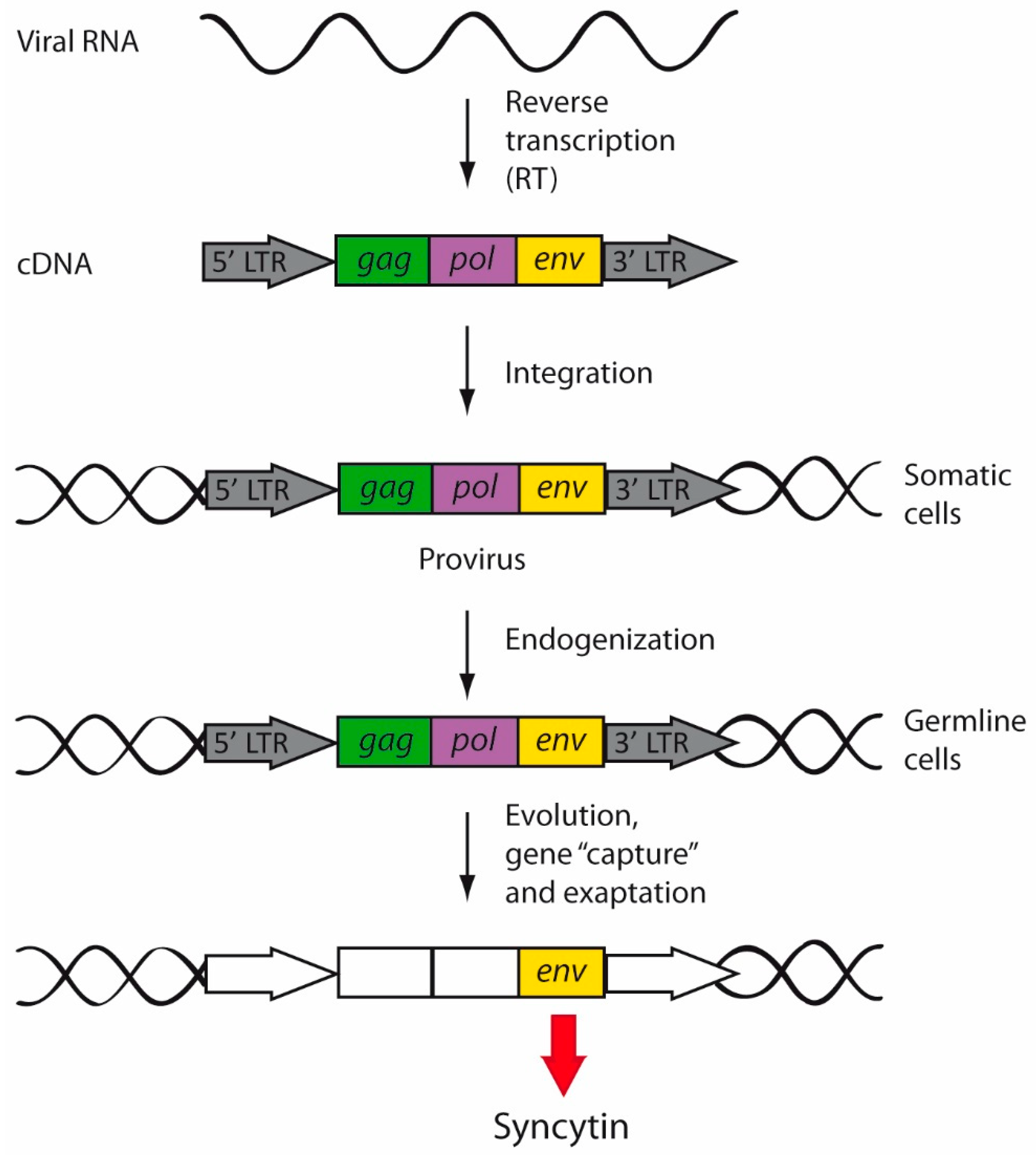 Ijms 22 05738 g003 Ijms 22 05738 g003