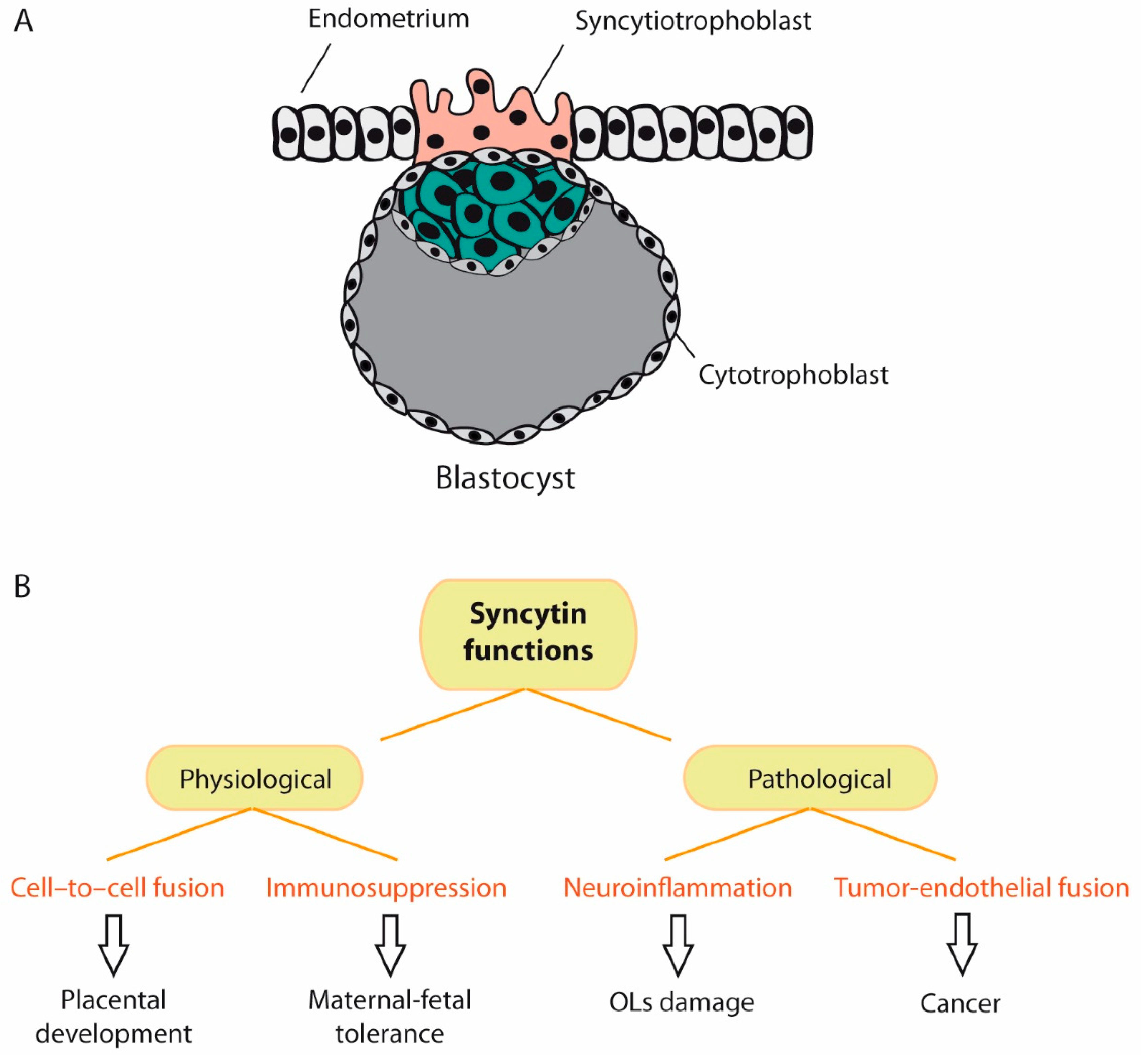 Ijms 22 05738 g005 Ijms 22 05738 g005