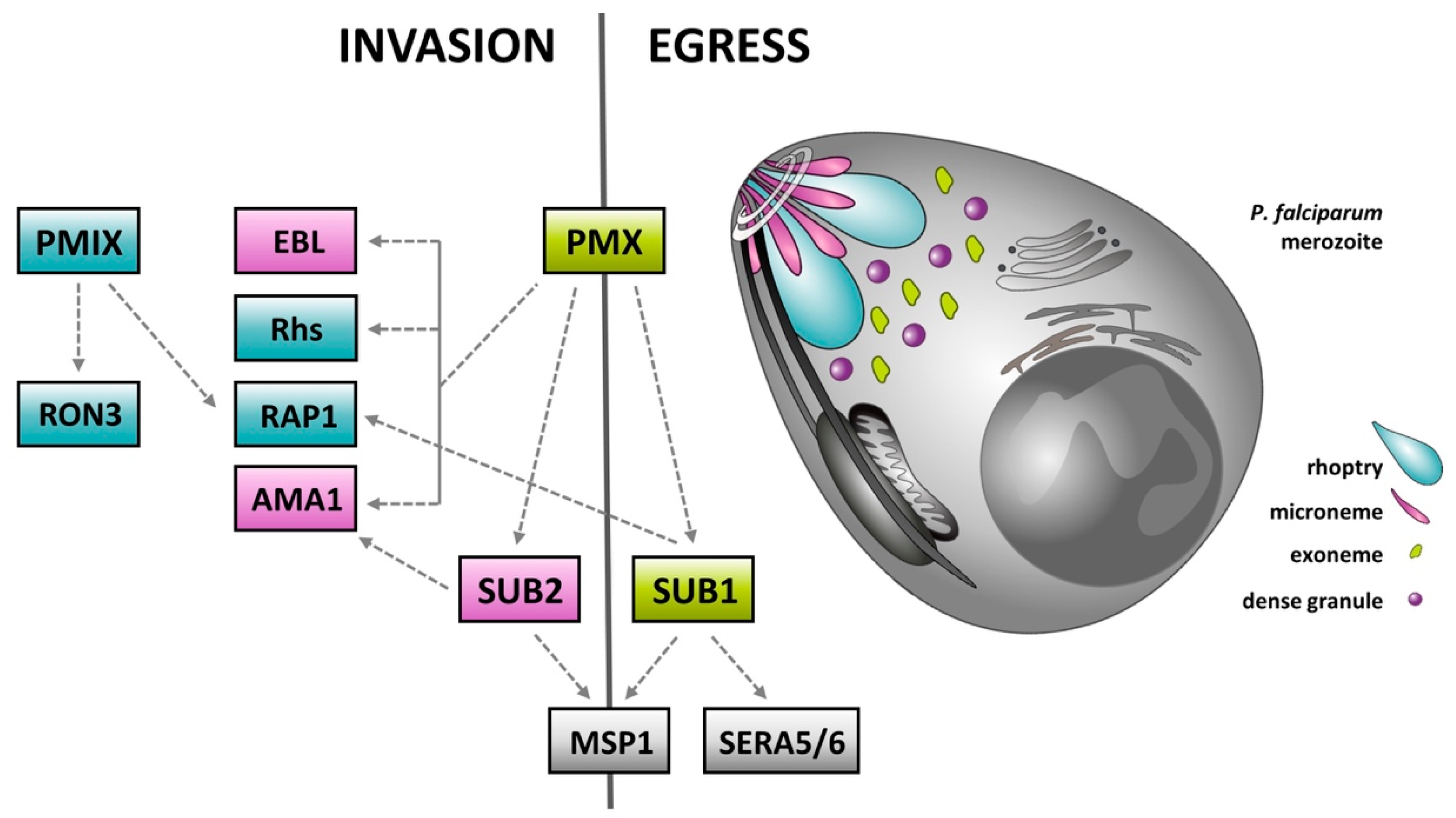 Ijms 22 05762 g002 Ijms 22 05762 g002