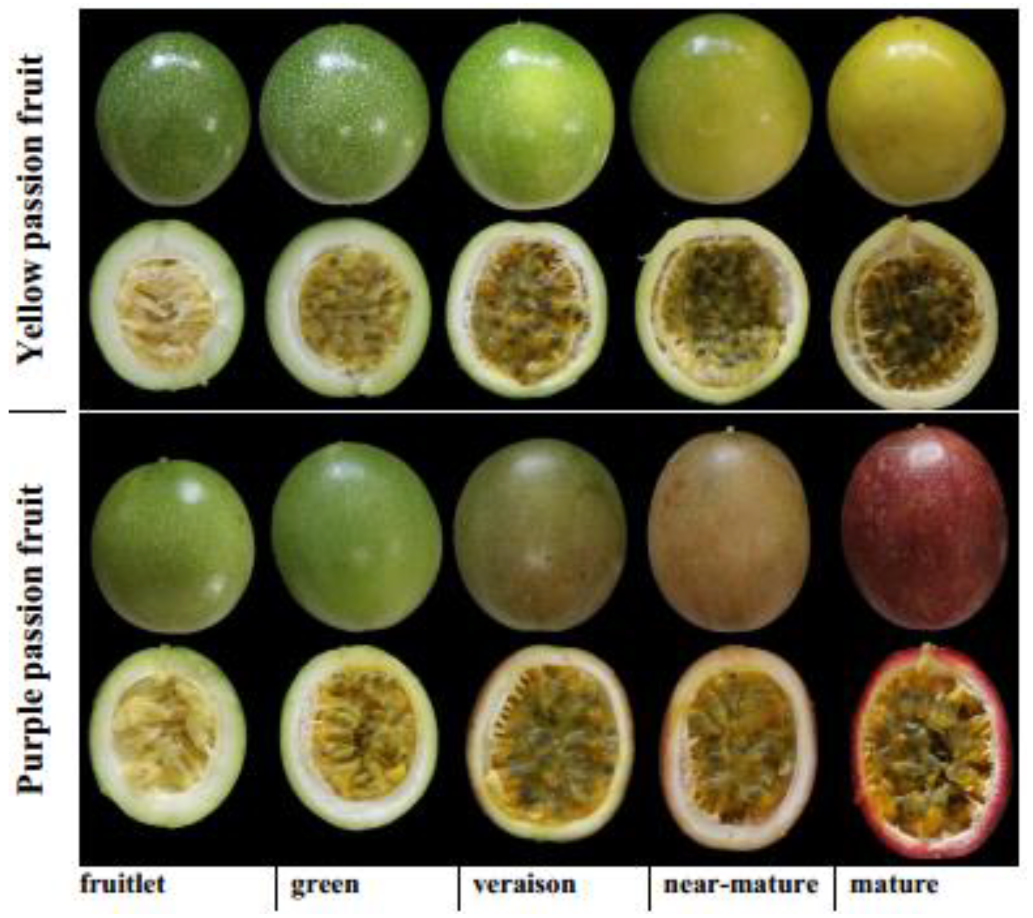 Ijms 22 05765 g009 Ijms 22 05765 g009