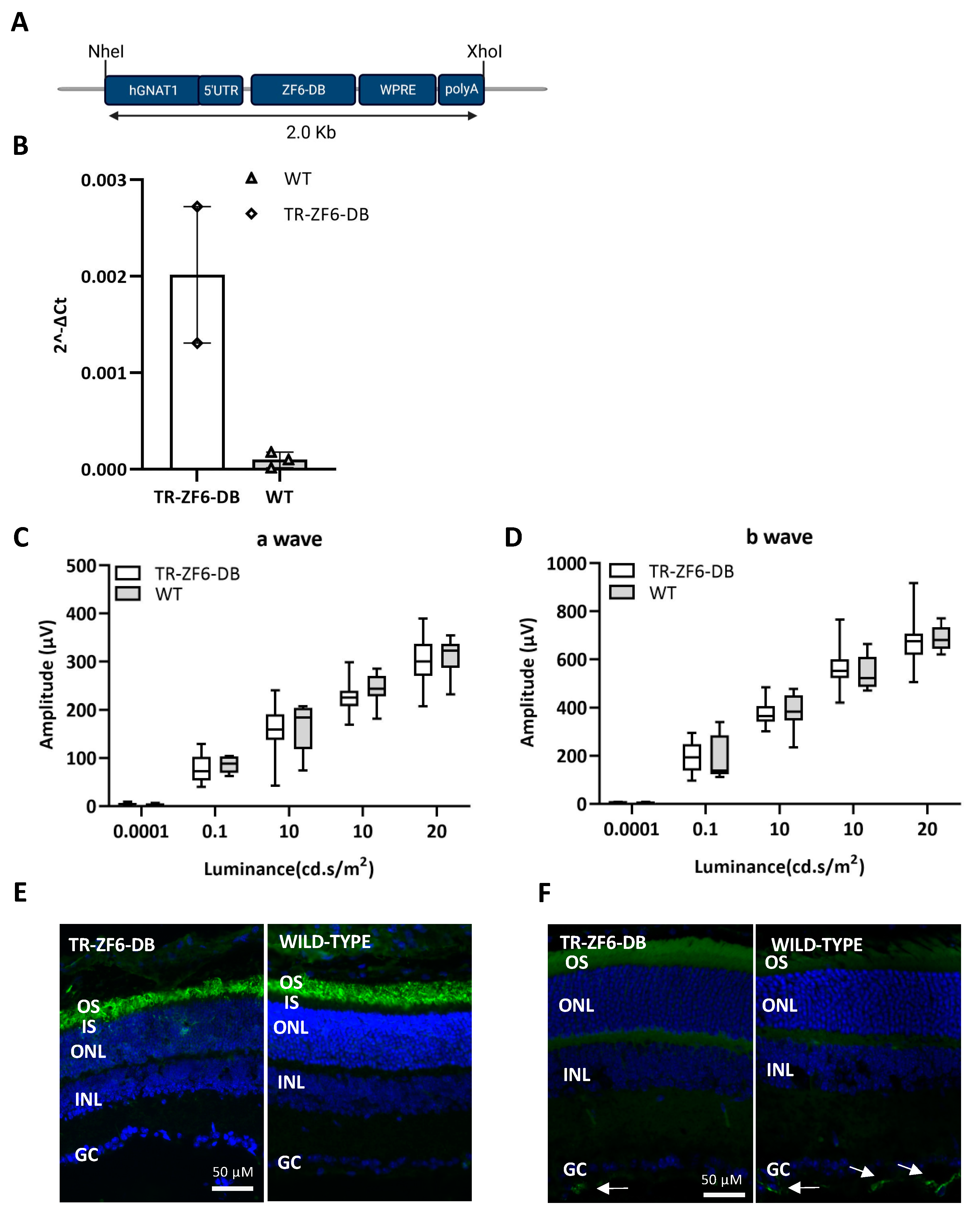 Ijms 22 05767 g002 Ijms 22 05767 g002