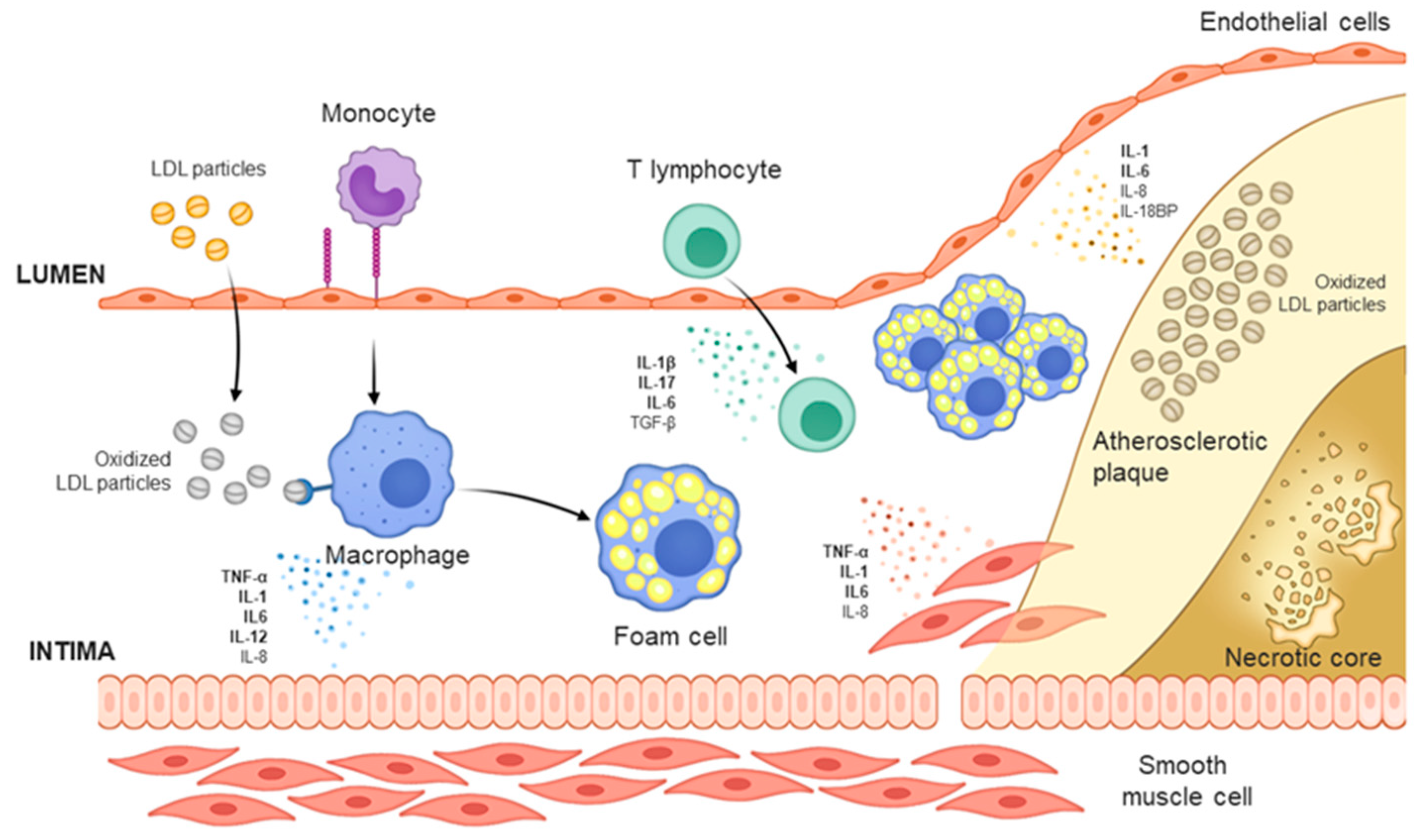 Assessment of Subclinical Atherosclerosis in Asymptomatic People In Vivo:  Measurements Suitable for Biomarker and Mendelian Randomization Studies