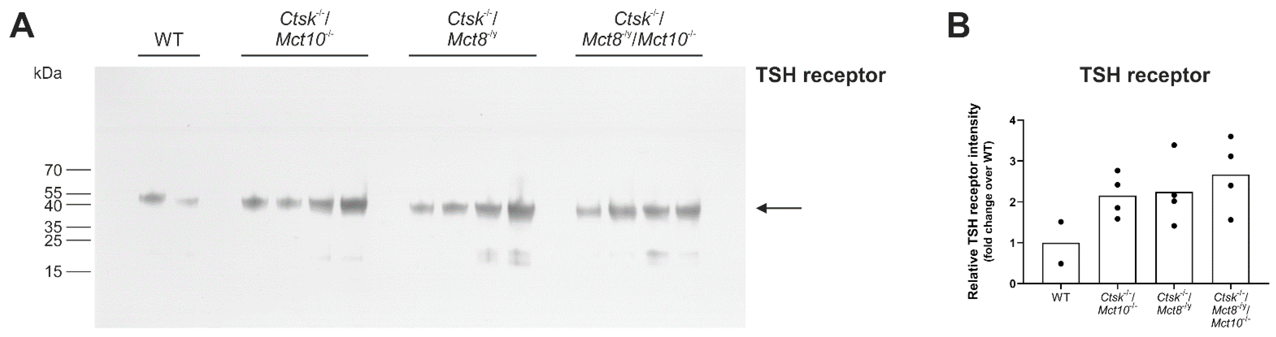 Ijms 22 05776 g003 Ijms 22 05776 g003