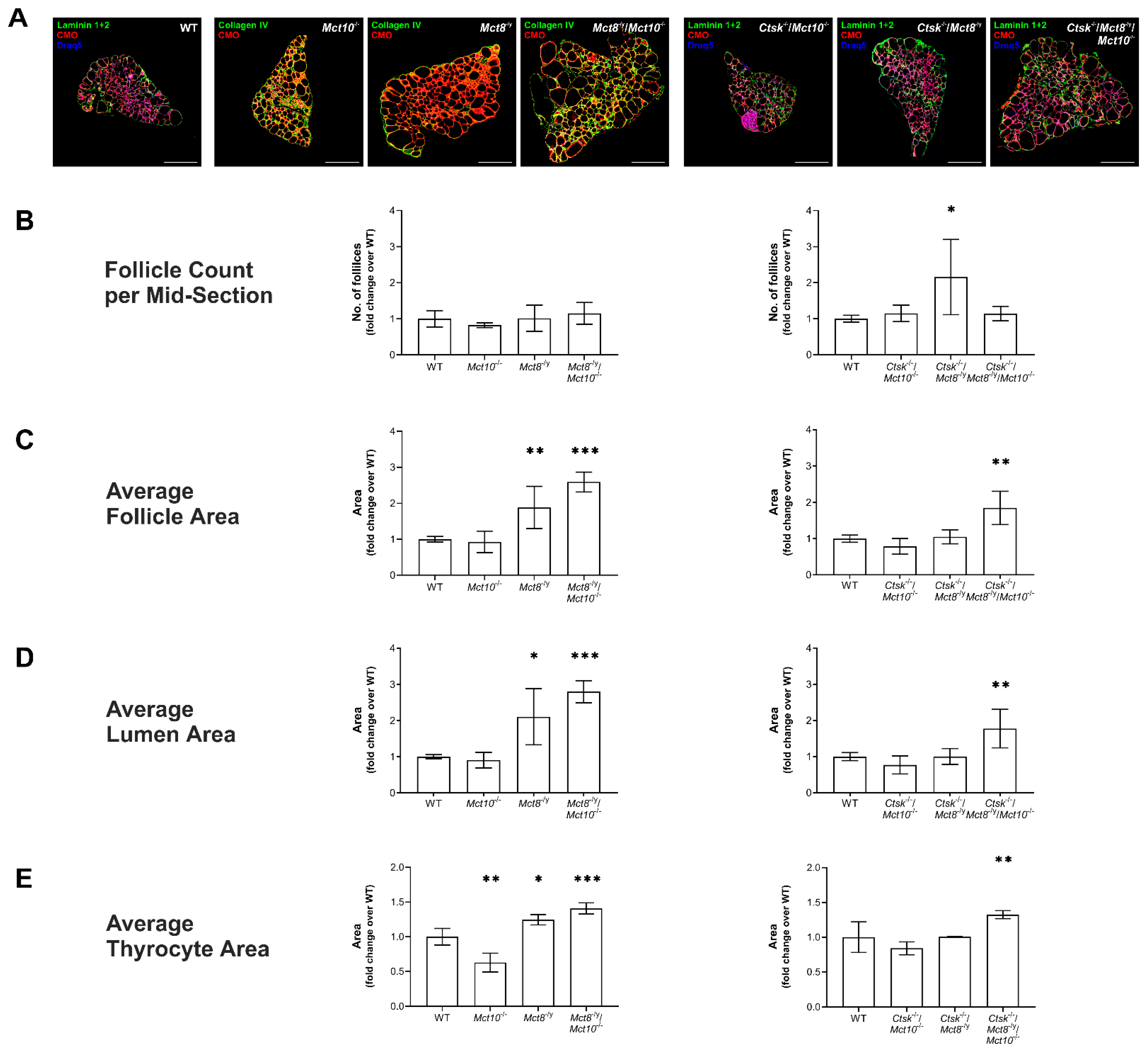 Ijms 22 05776 g006 Ijms 22 05776 g006