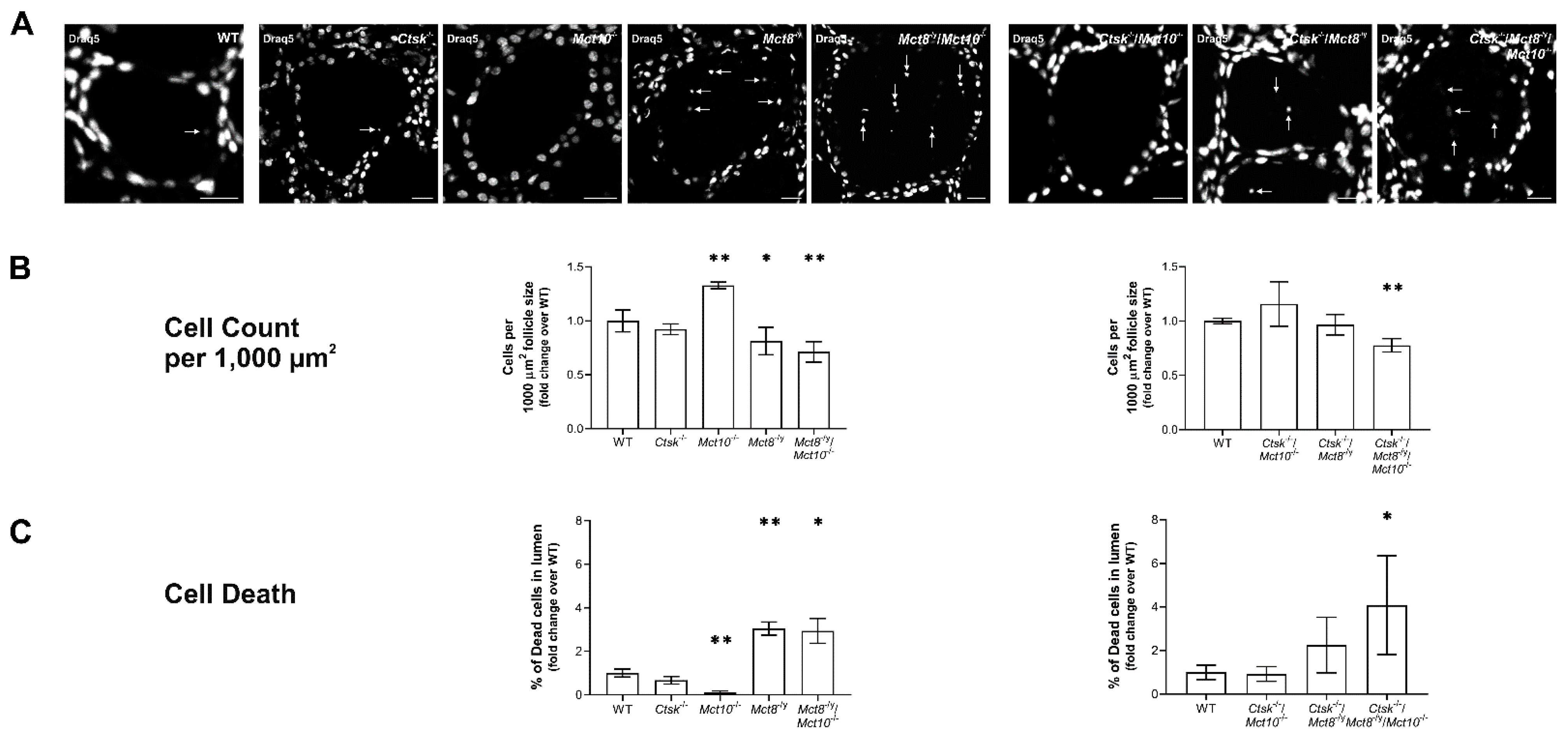 Ijms 22 05776 g007 Ijms 22 05776 g007