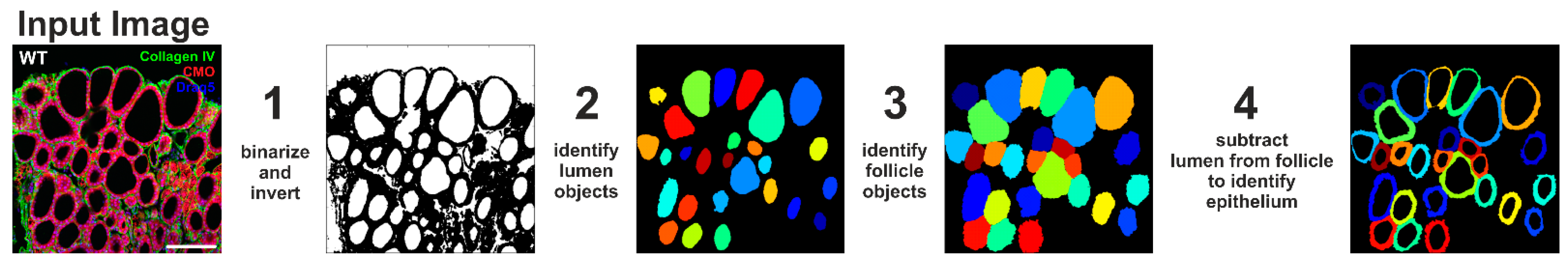 Ijms 22 05776 g008 Ijms 22 05776 g008