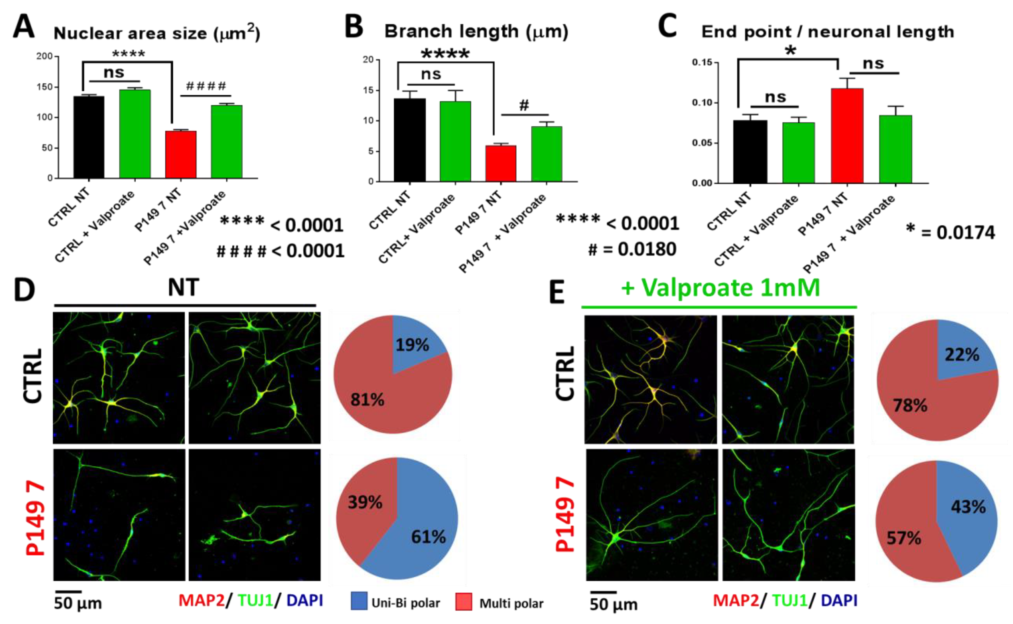 Ijms Free Full Text Histone Deacetylase Inhibitors Ameliorate Morphological Defects And Hypoexcitability Of Ipsc Neurons From Rubinstein Taybi Patients Html