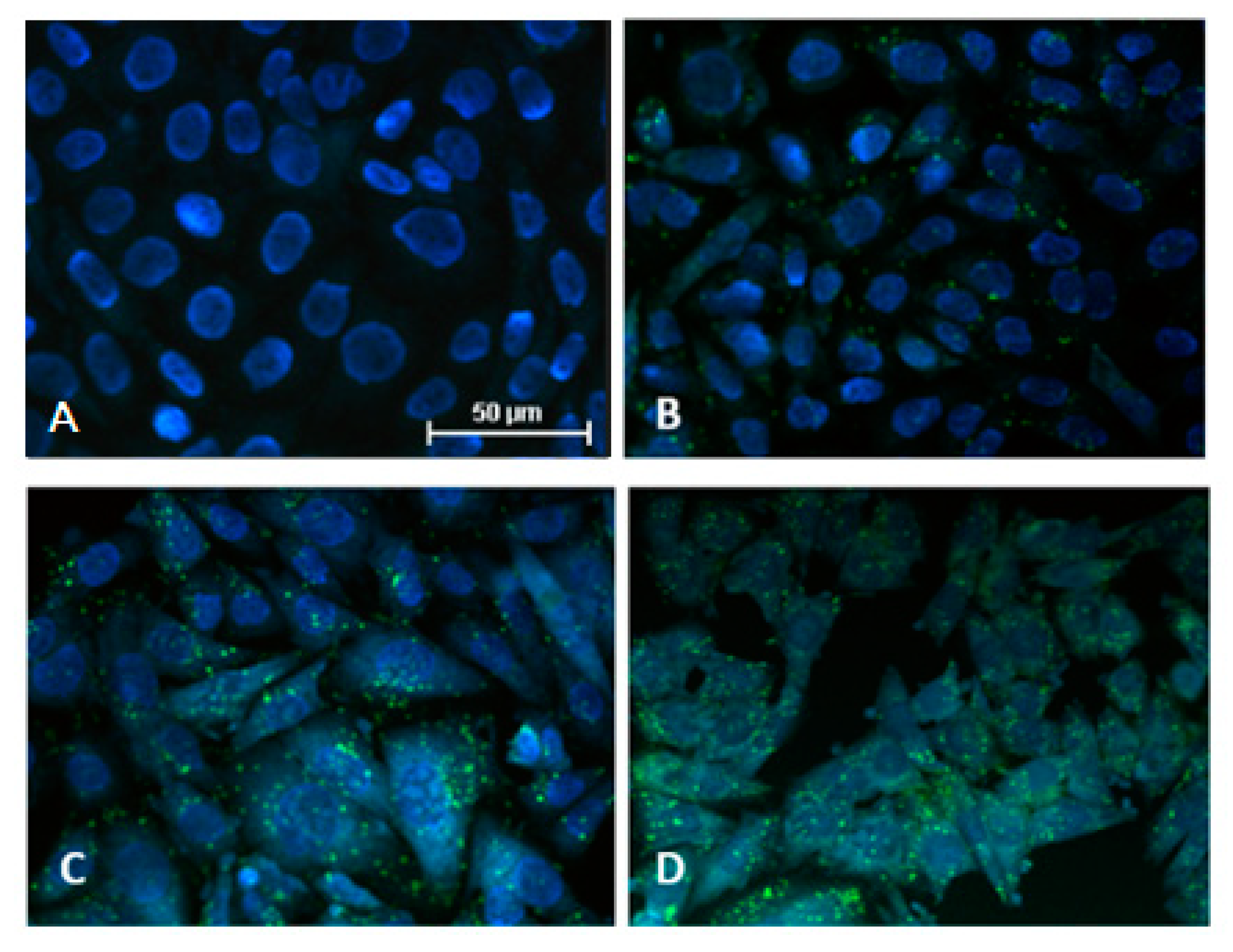 Ijms 22 05791 g003 Ijms 22 05791 g003