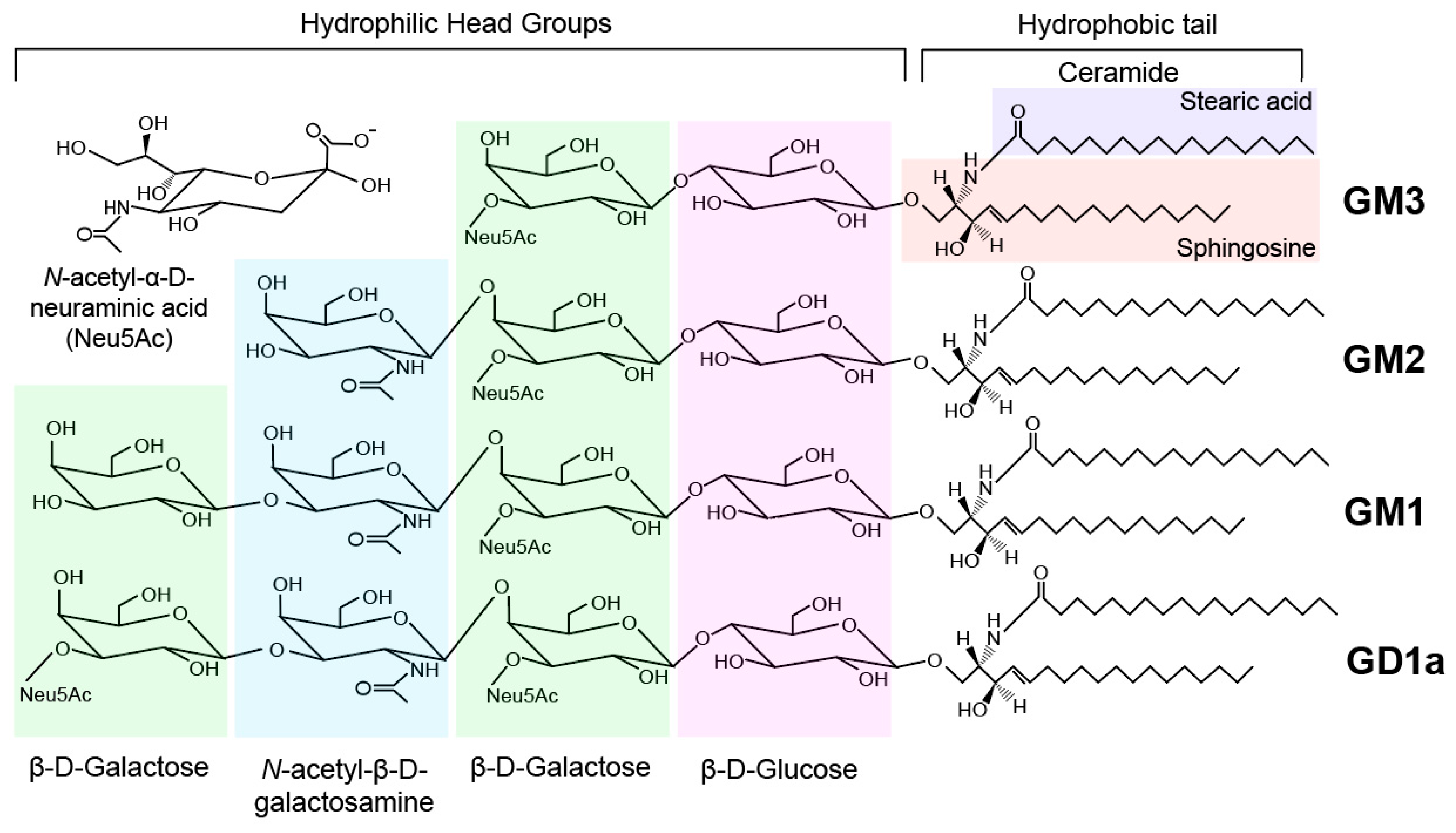 Ijms Free Full Text A Comprehensive Review Sphingolipid Metabolism And Implications Of Disruption In Sphingolipid Homeostasis Html