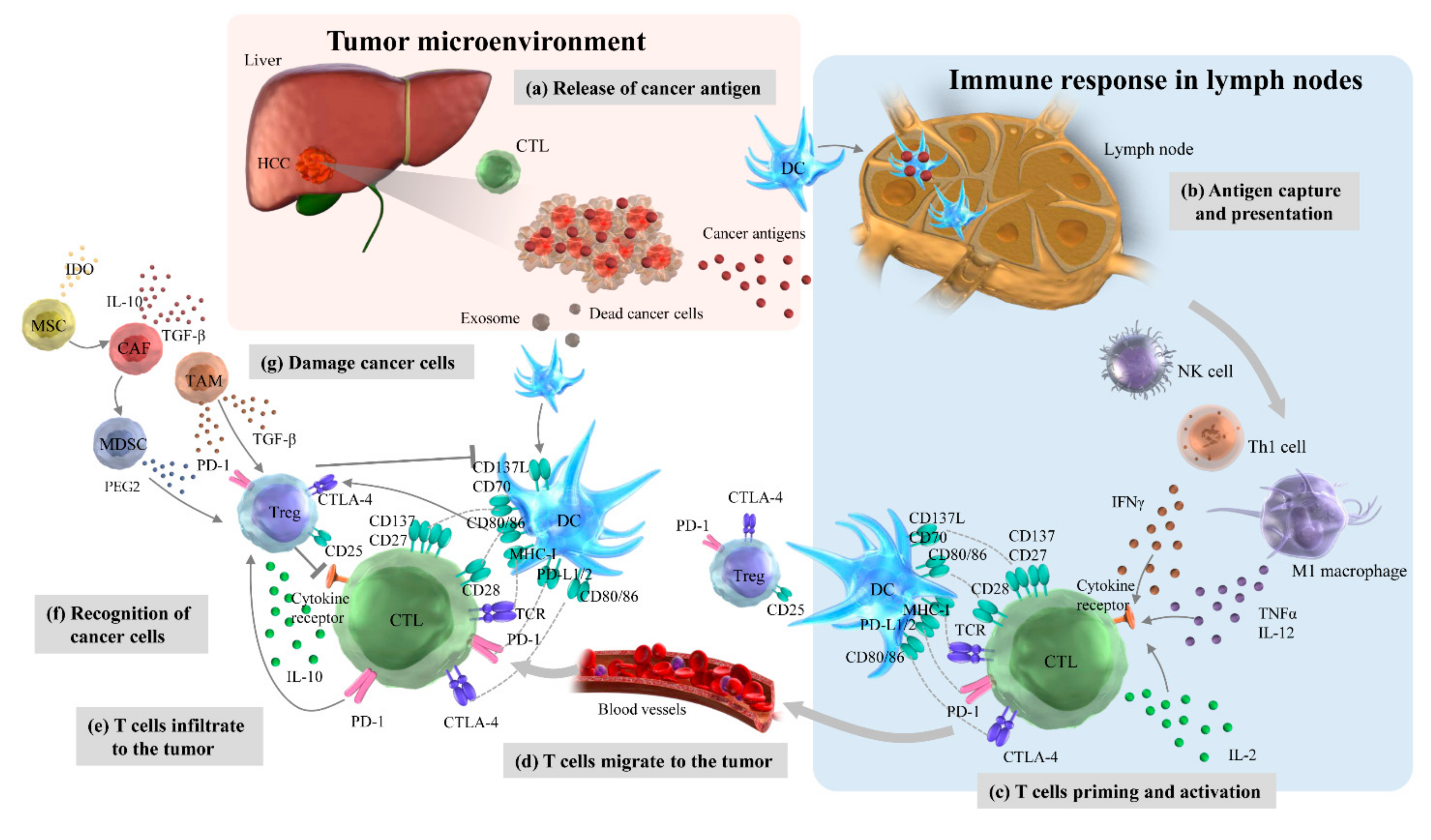 Liver Immunity Regimen