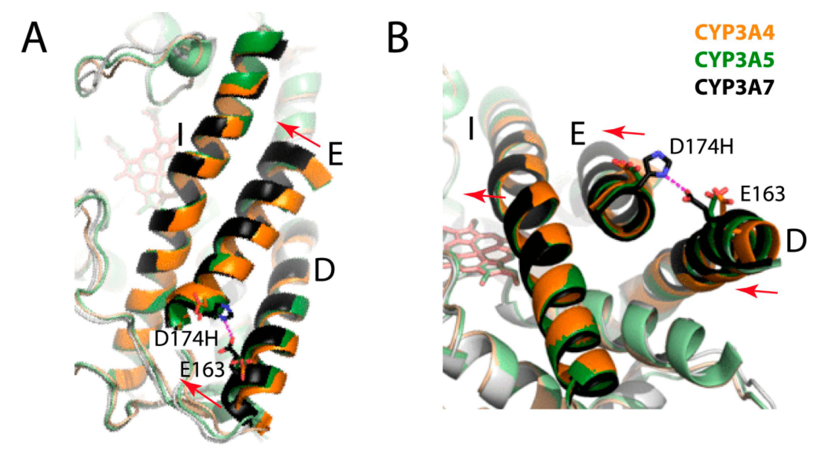 Ijms Free Full Text Structural Basis For The Diminished Ligand Binding And Catalytic Ability Of Human Fetal Specific Cyp3a7 Html