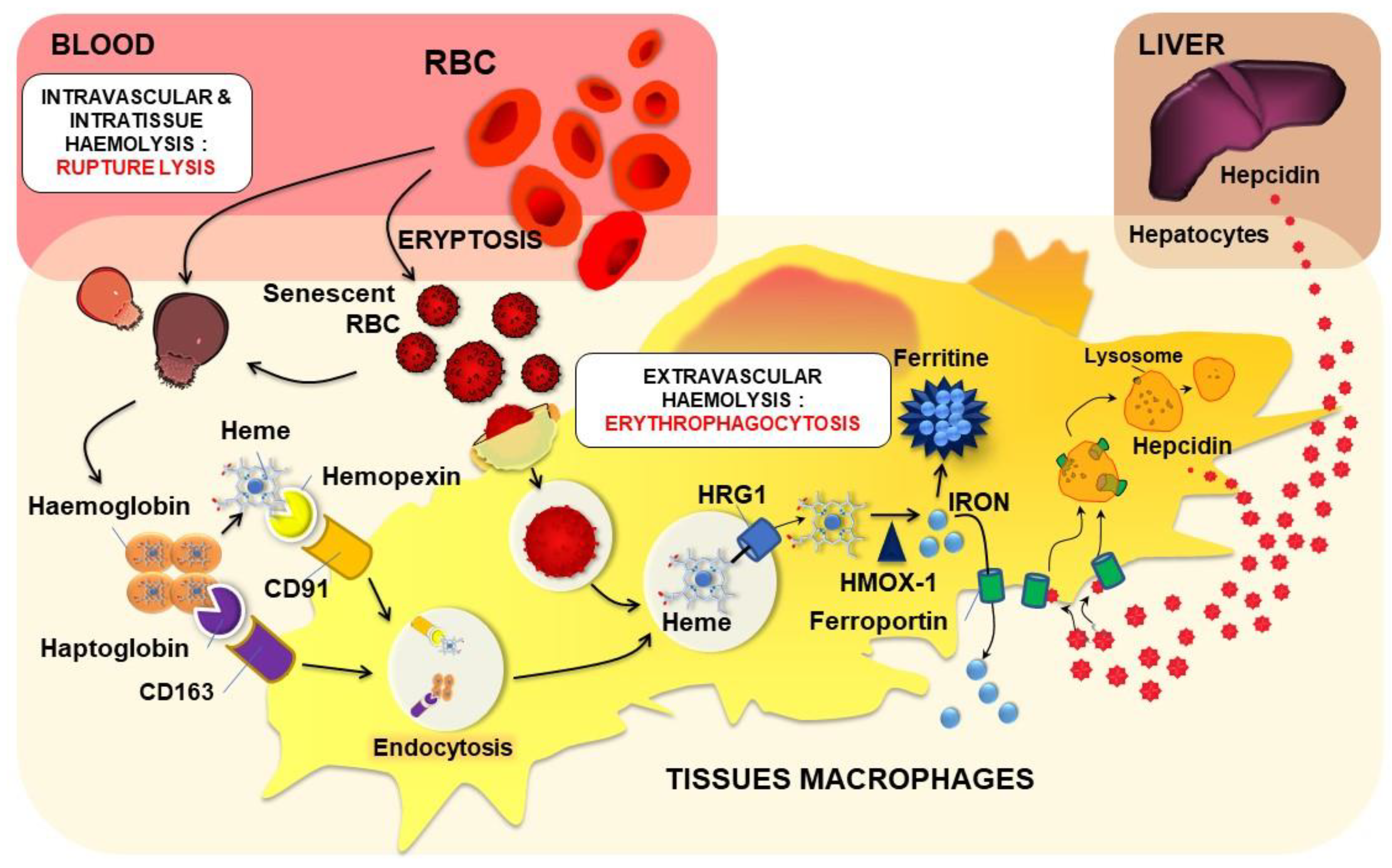 Ijms 22 05843 g005 Ijms 22 05843 g005