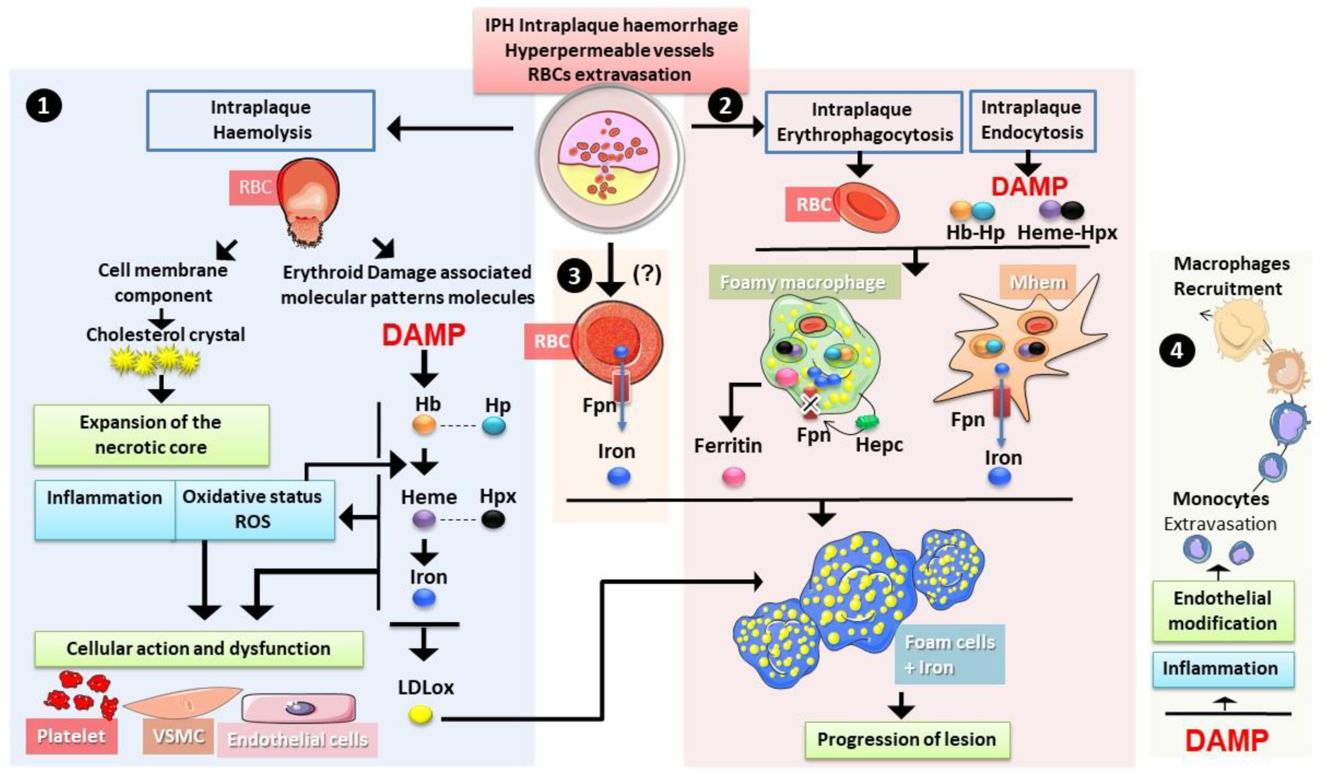 Ijms 22 05843 g006 Ijms 22 05843 g006