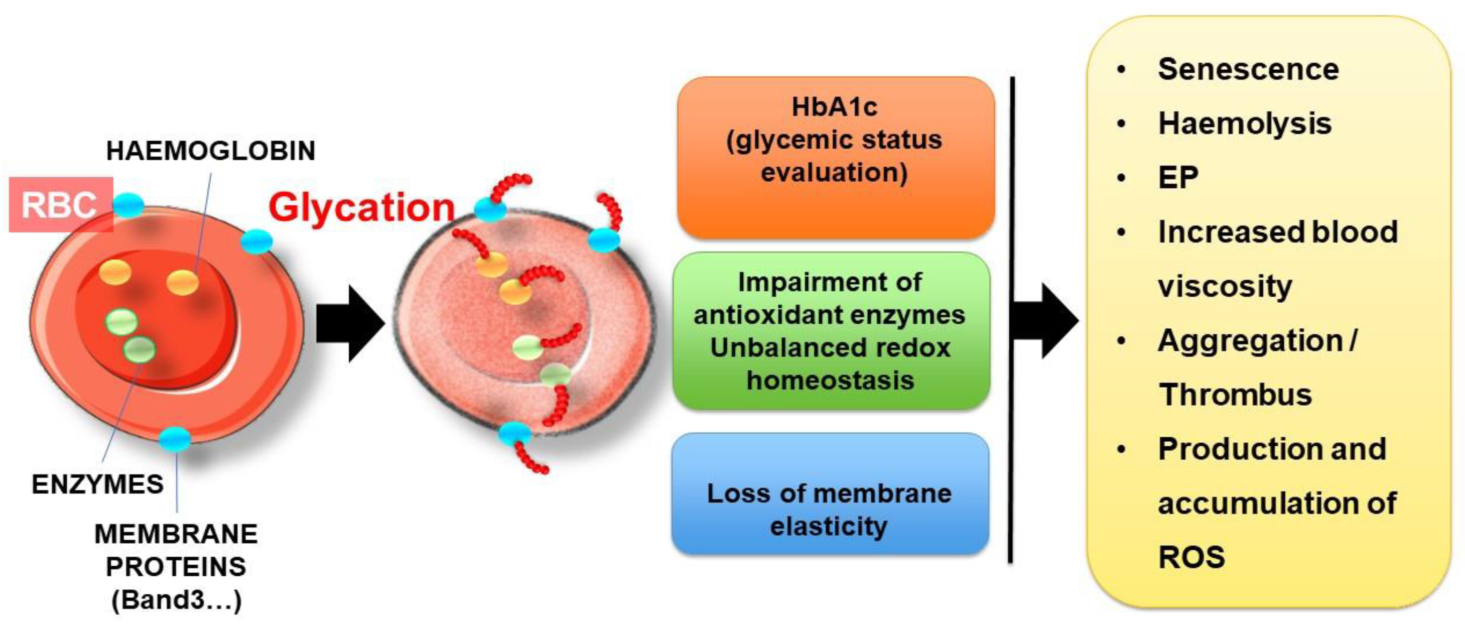 Ijms 22 05843 g008 Ijms 22 05843 g008