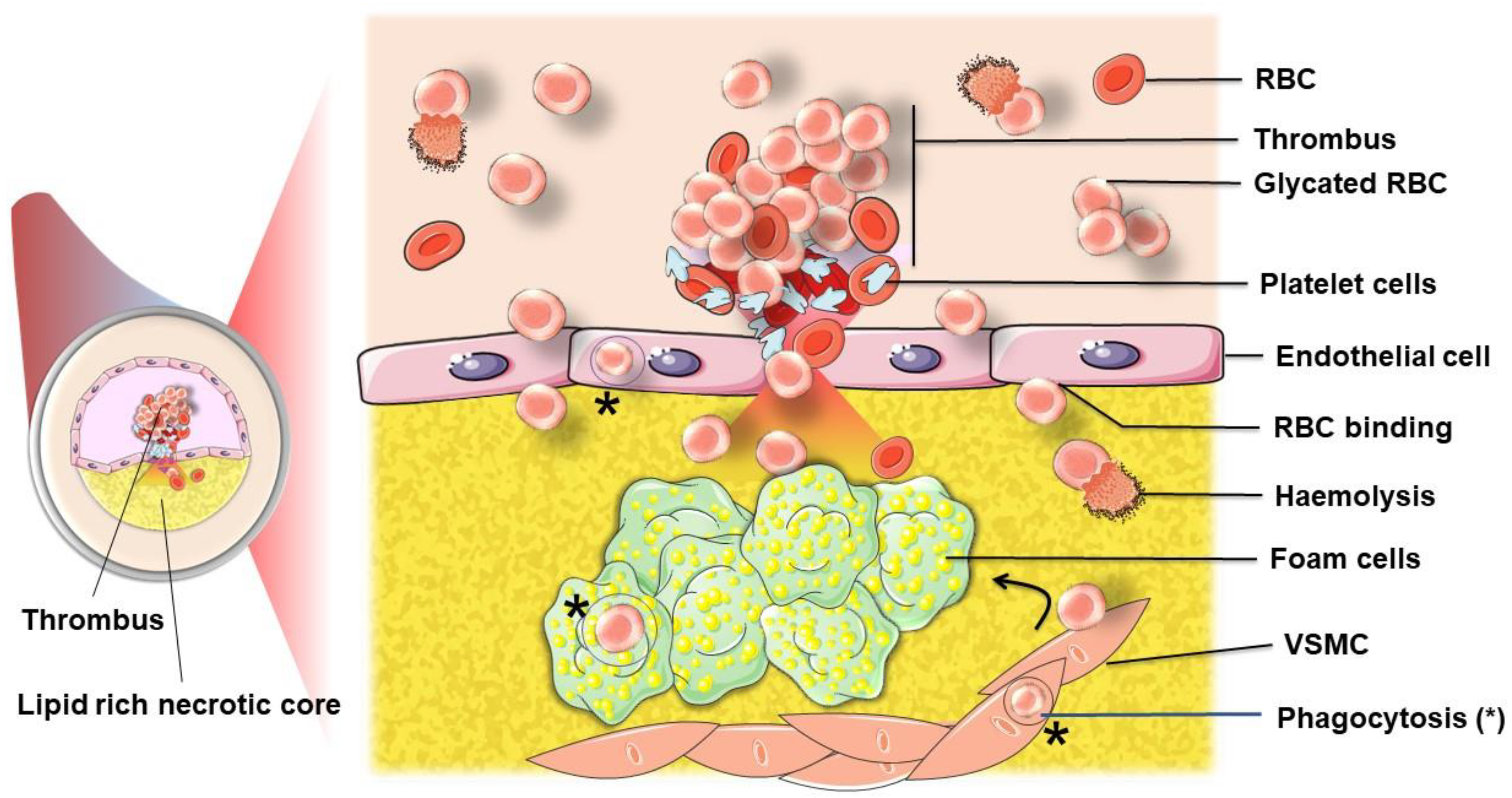 Ijms 22 05843 g009 Ijms 22 05843 g009