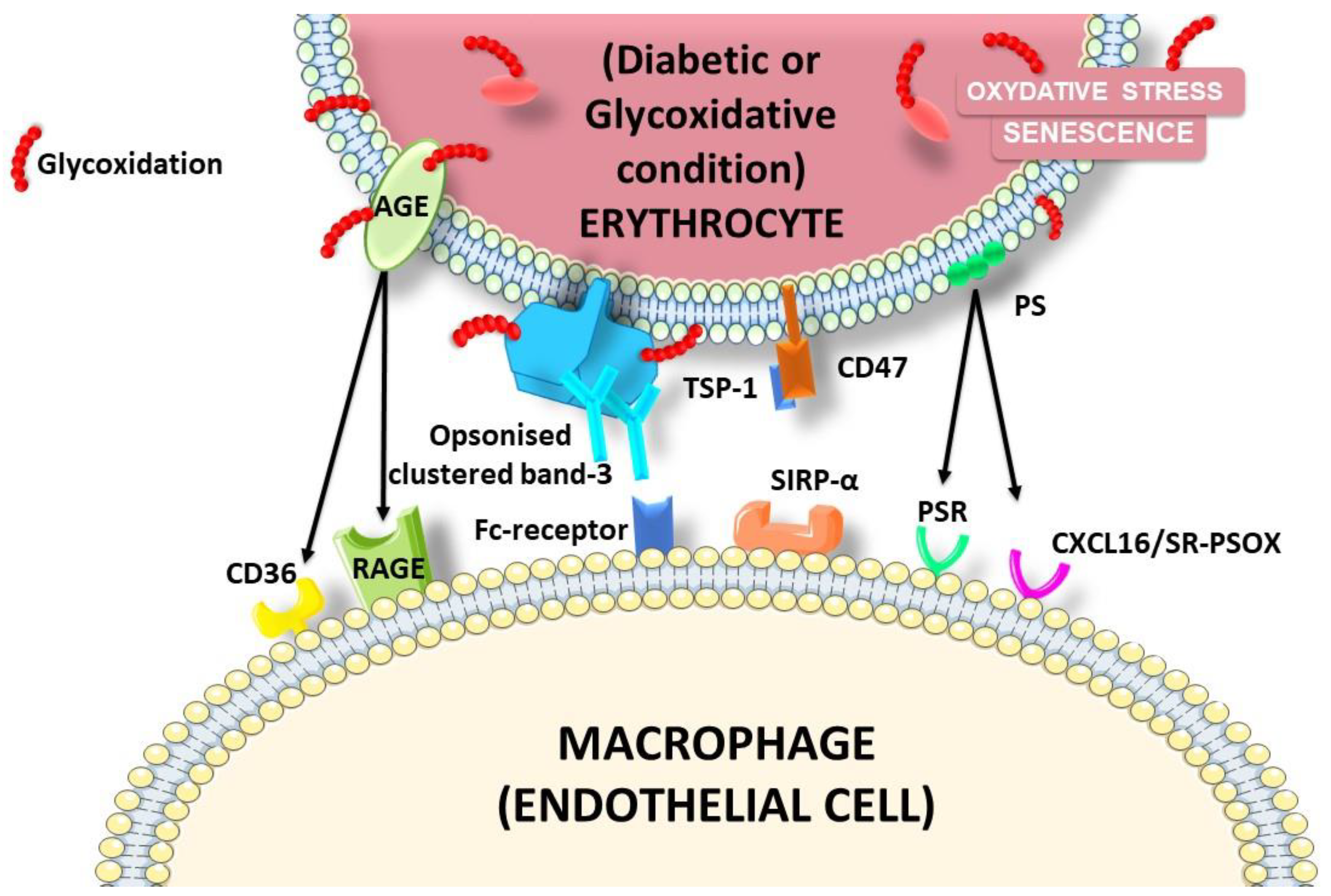 Ijms 22 05843 g011 Ijms 22 05843 g011