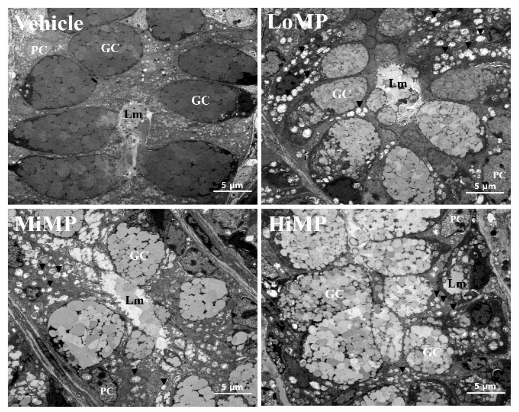 Ijms 22 05845 g005 Ijms 22 05845 g005