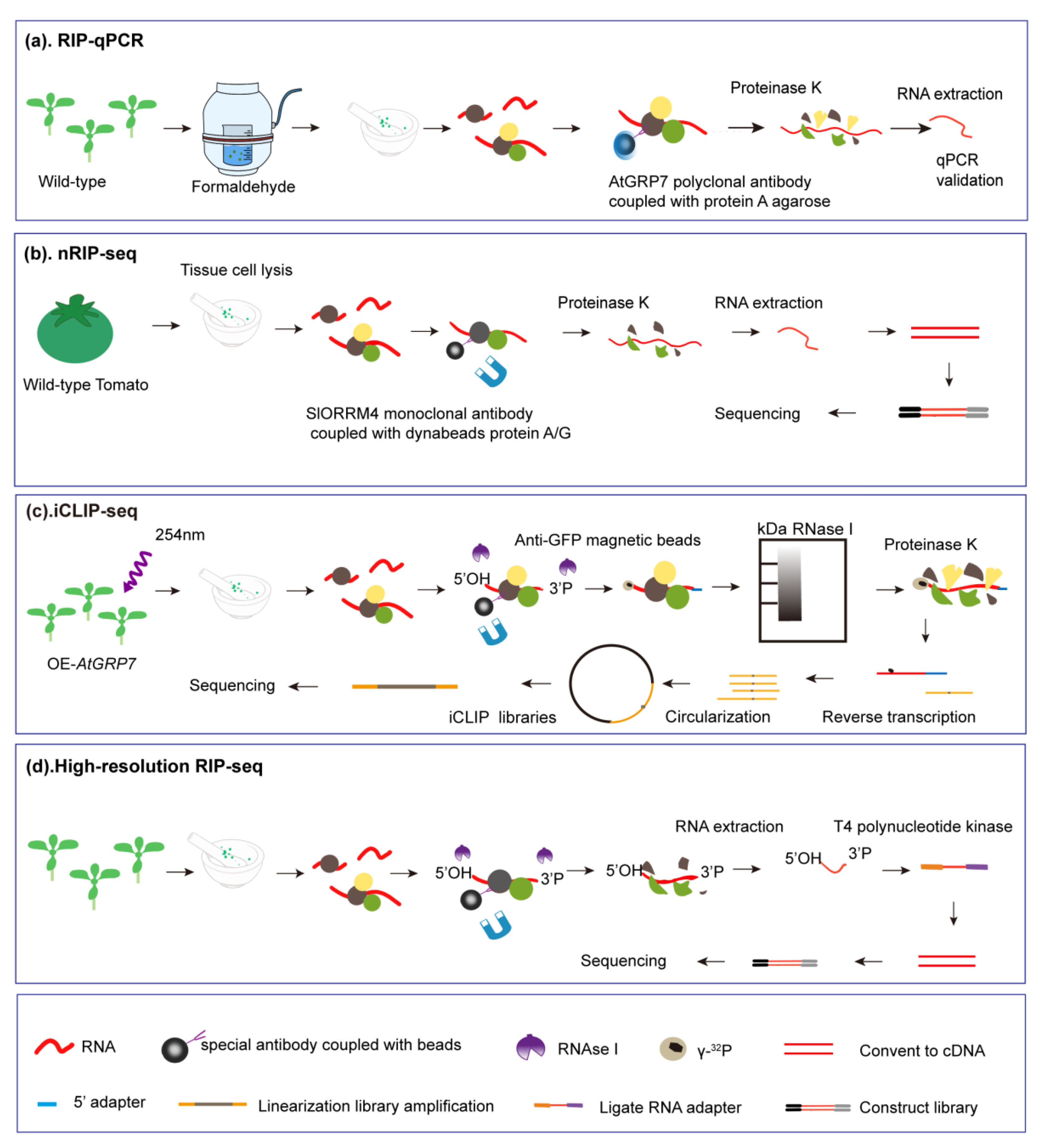 Ijms 22 05849 g002 Ijms 22 05849 g002