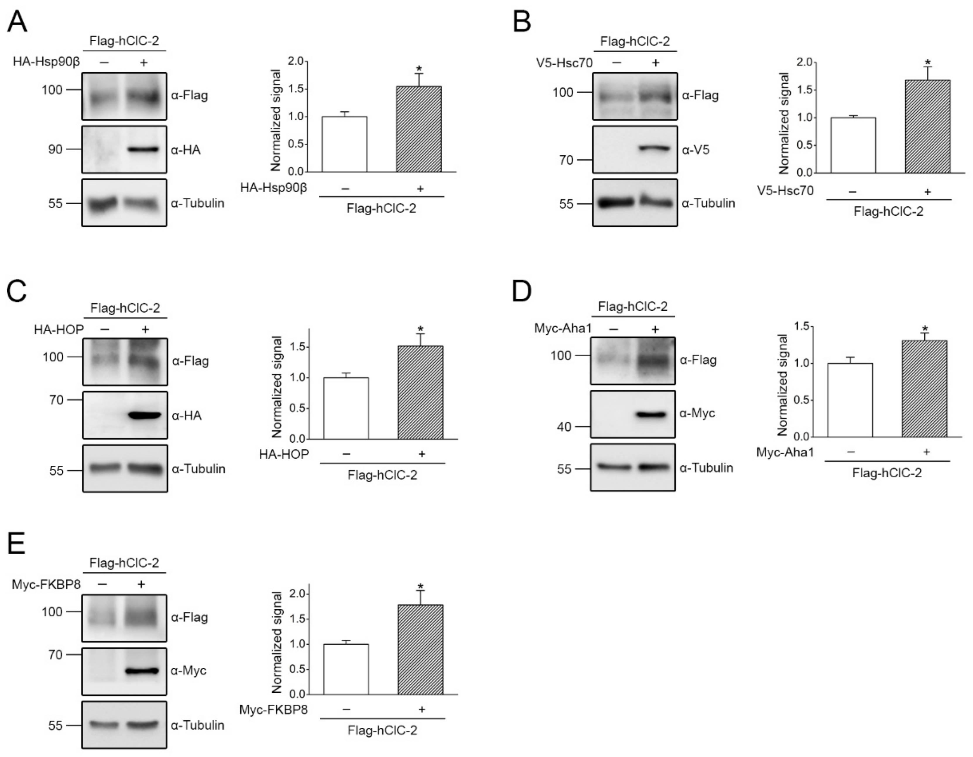 Ijms 22 05859 g004 Ijms 22 05859 g004