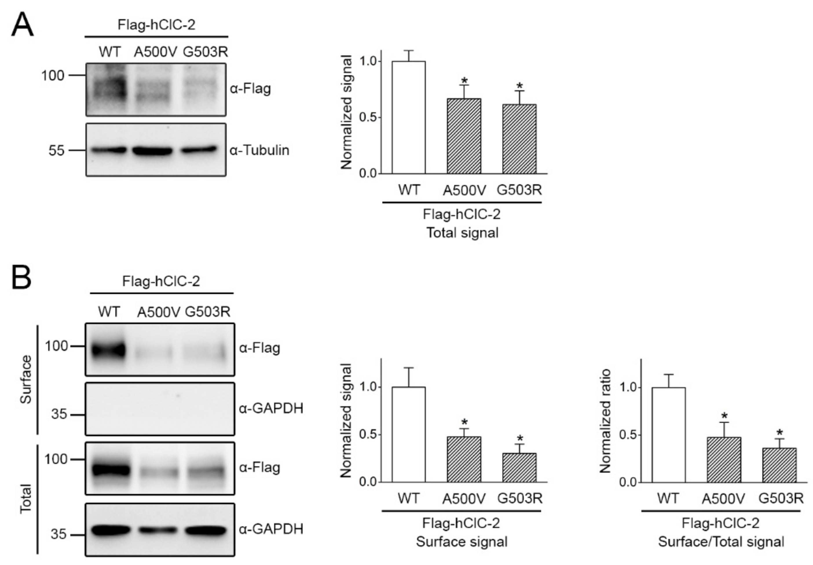 Ijms 22 05859 g008 Ijms 22 05859 g008