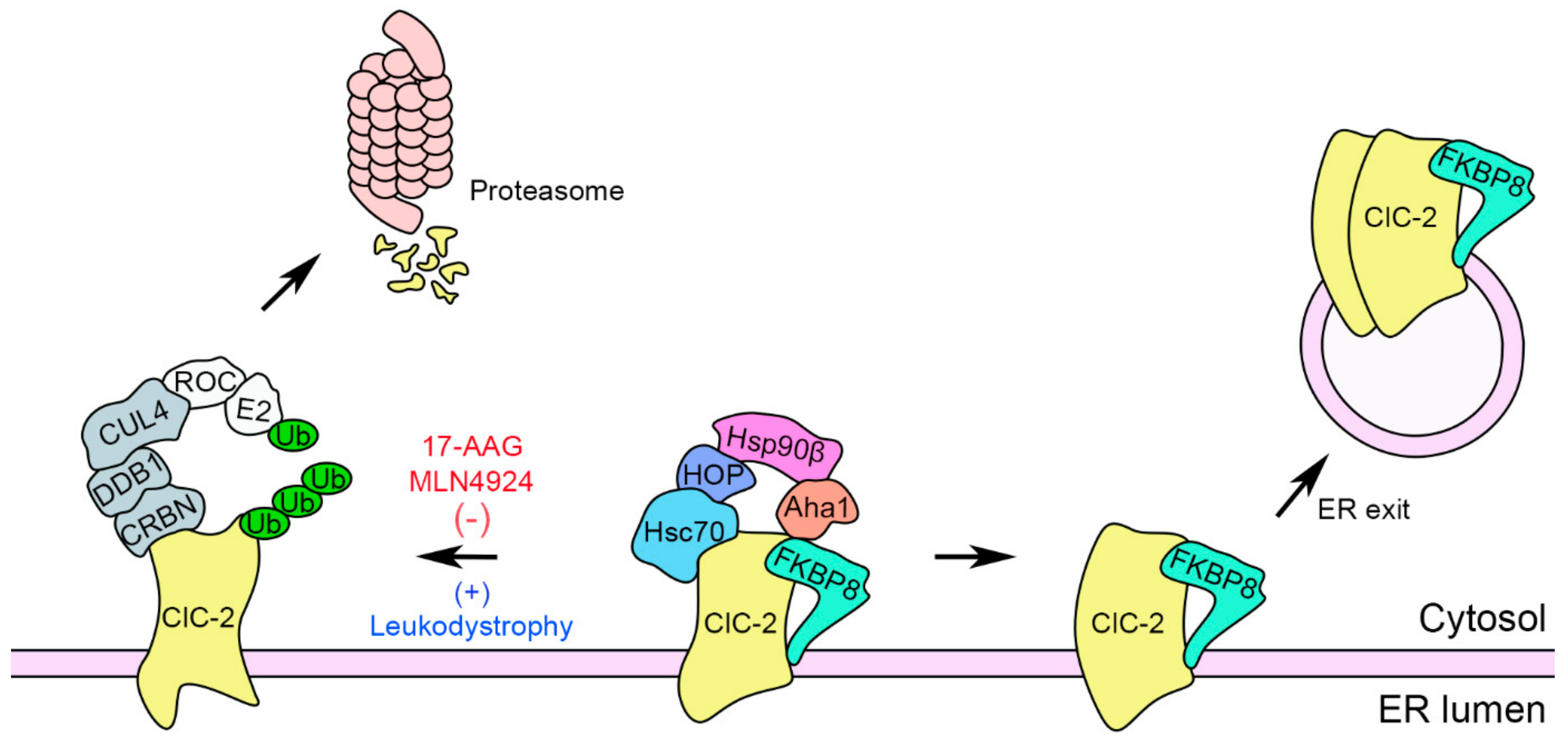Ijms 22 05859 g010 Ijms 22 05859 g010