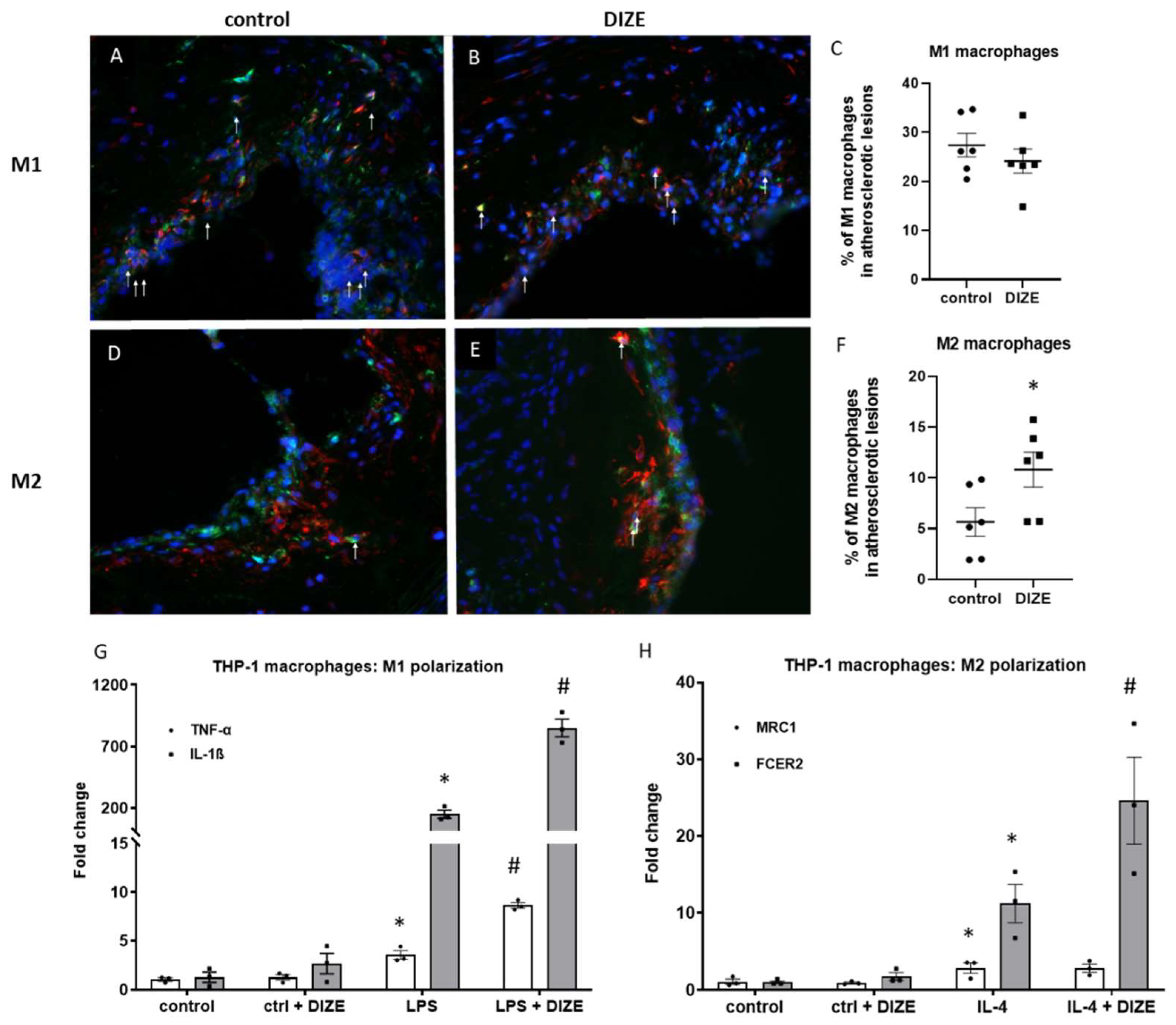 Ijms 22 05861 g003 Ijms 22 05861 g003