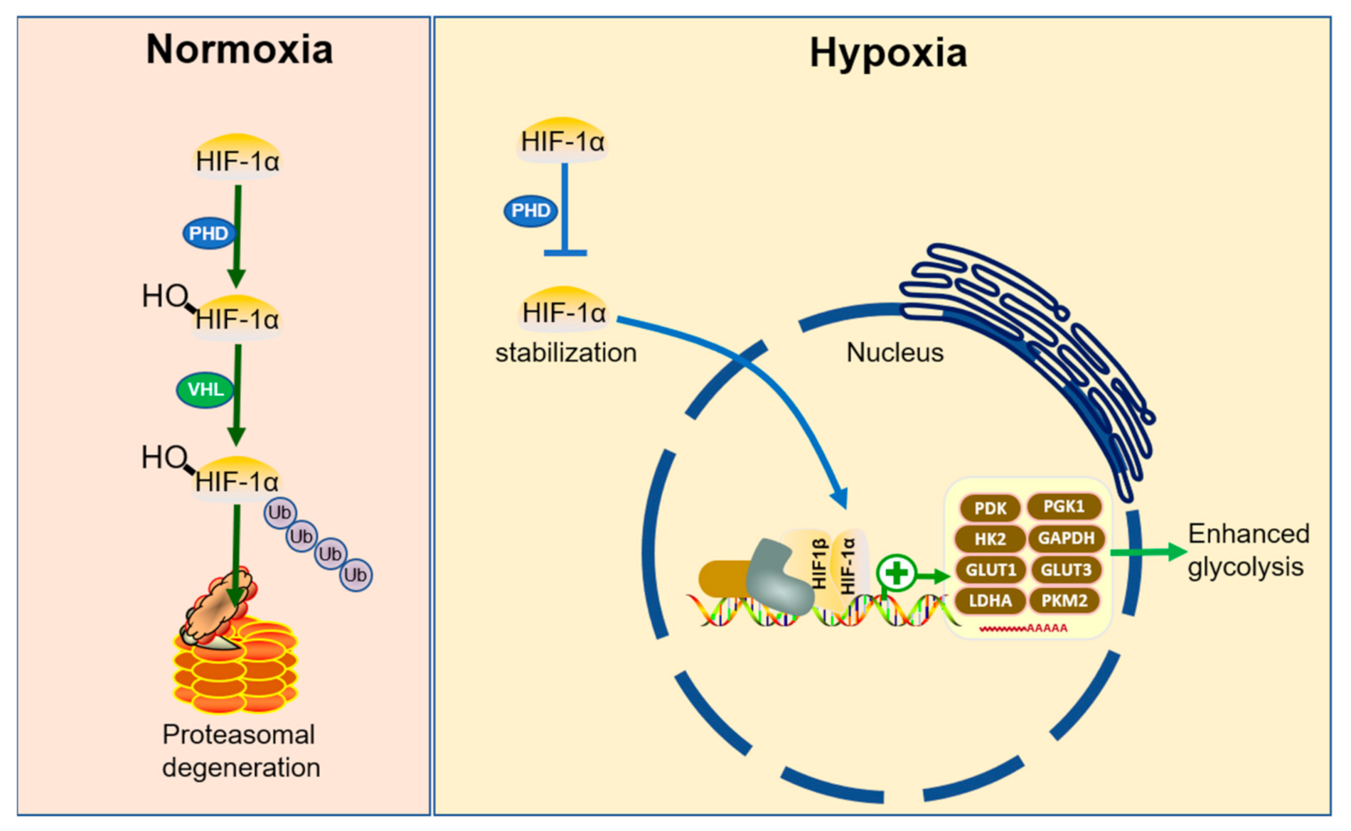 Ijms 22 05887 g003 Ijms 22 05887 g003