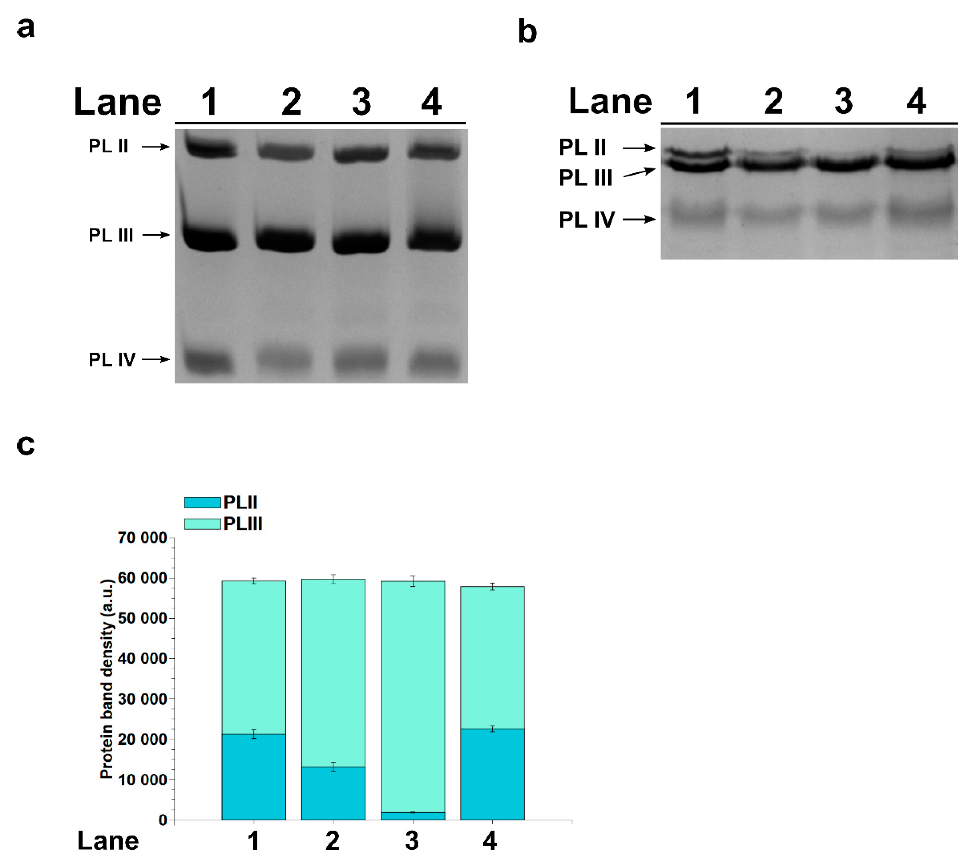 Ijms 22 05893 g003 Ijms 22 05893 g003