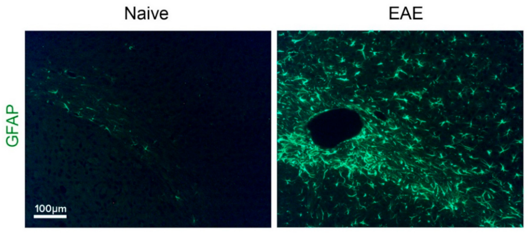 Ijms 22 05904 g001 Ijms 22 05904 g001