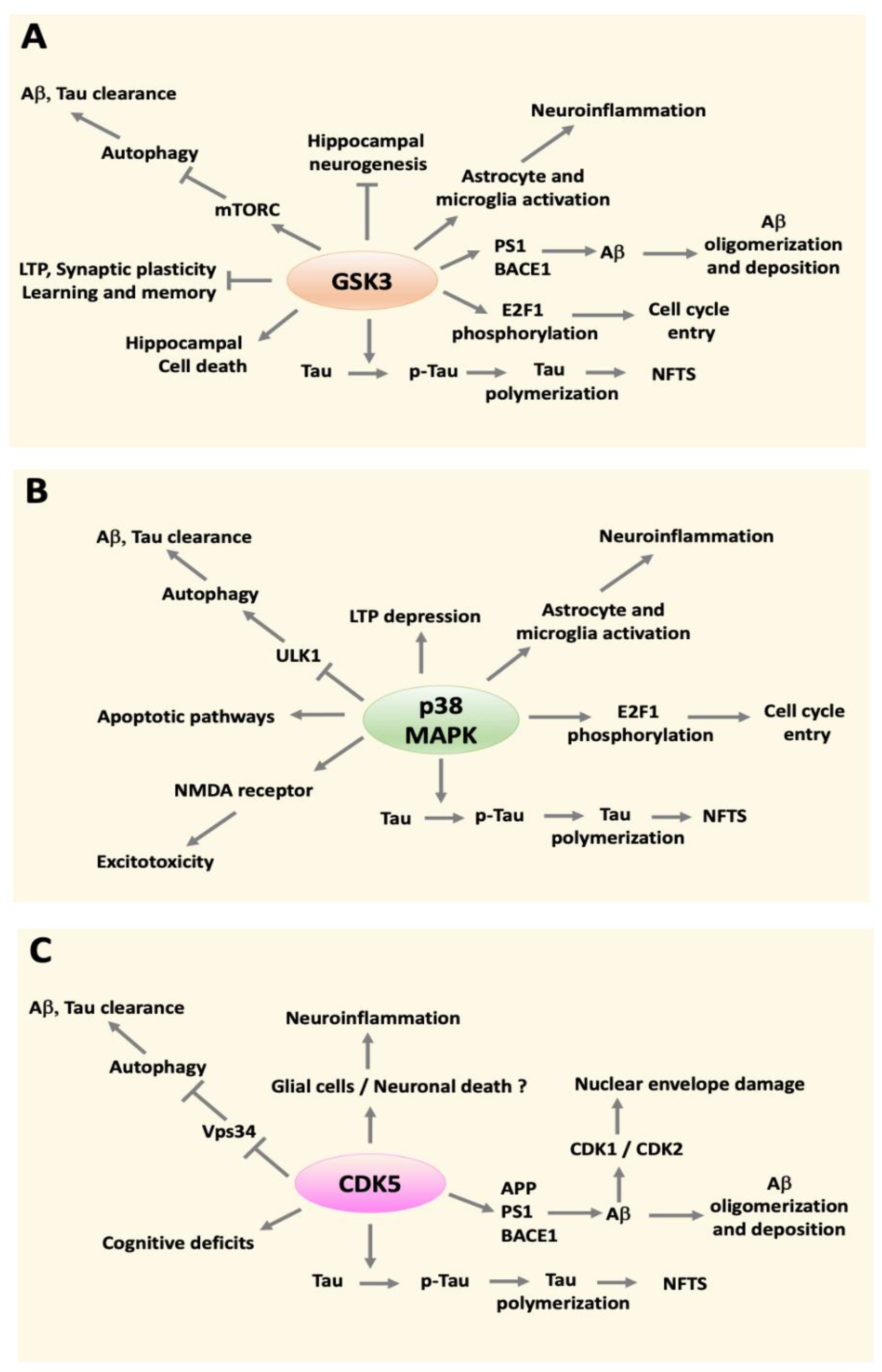 Ijms Free Full Text When Good Kinases Go Rogue Gsk3 P38 Mapk And Cdks As Therapeutic Targets For Alzheimer S And Huntington S Disease Html