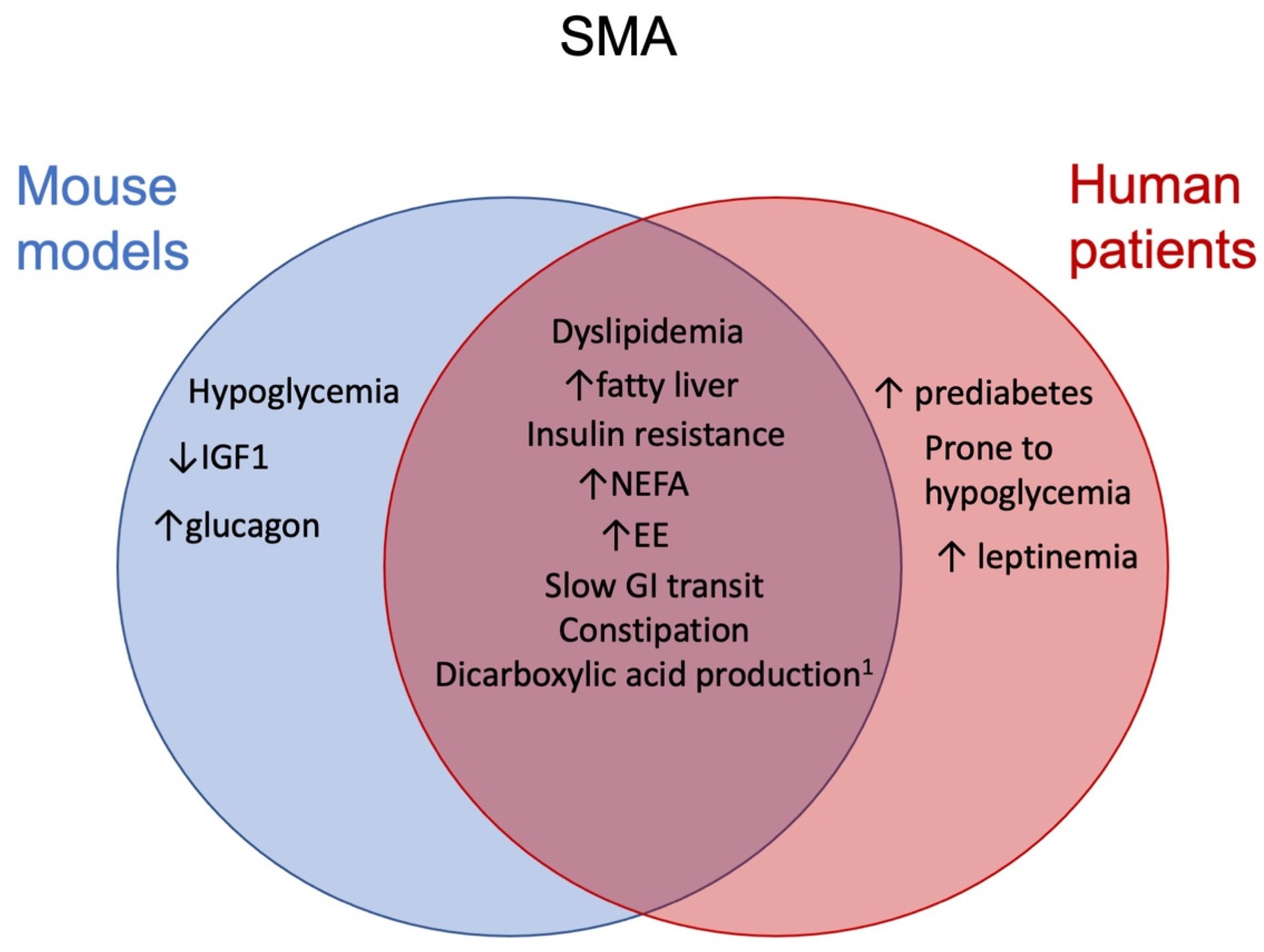 Ijms Free Full Text Metabolic Dysfunction In Spinal Muscular Atrophy Html