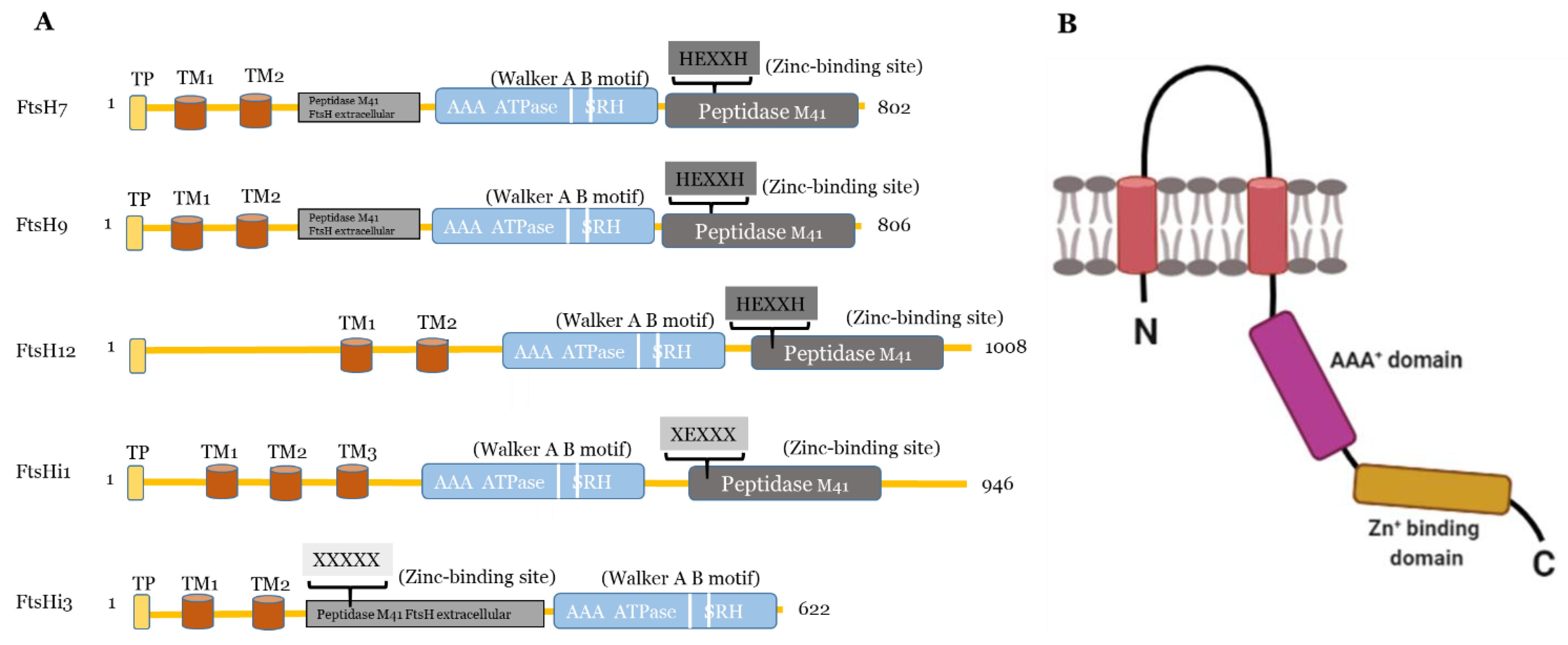 【激安大特価！】 The FtsHi Enzymes of Arabidopsis thaliana: Pseudo-Proteases スポーツ