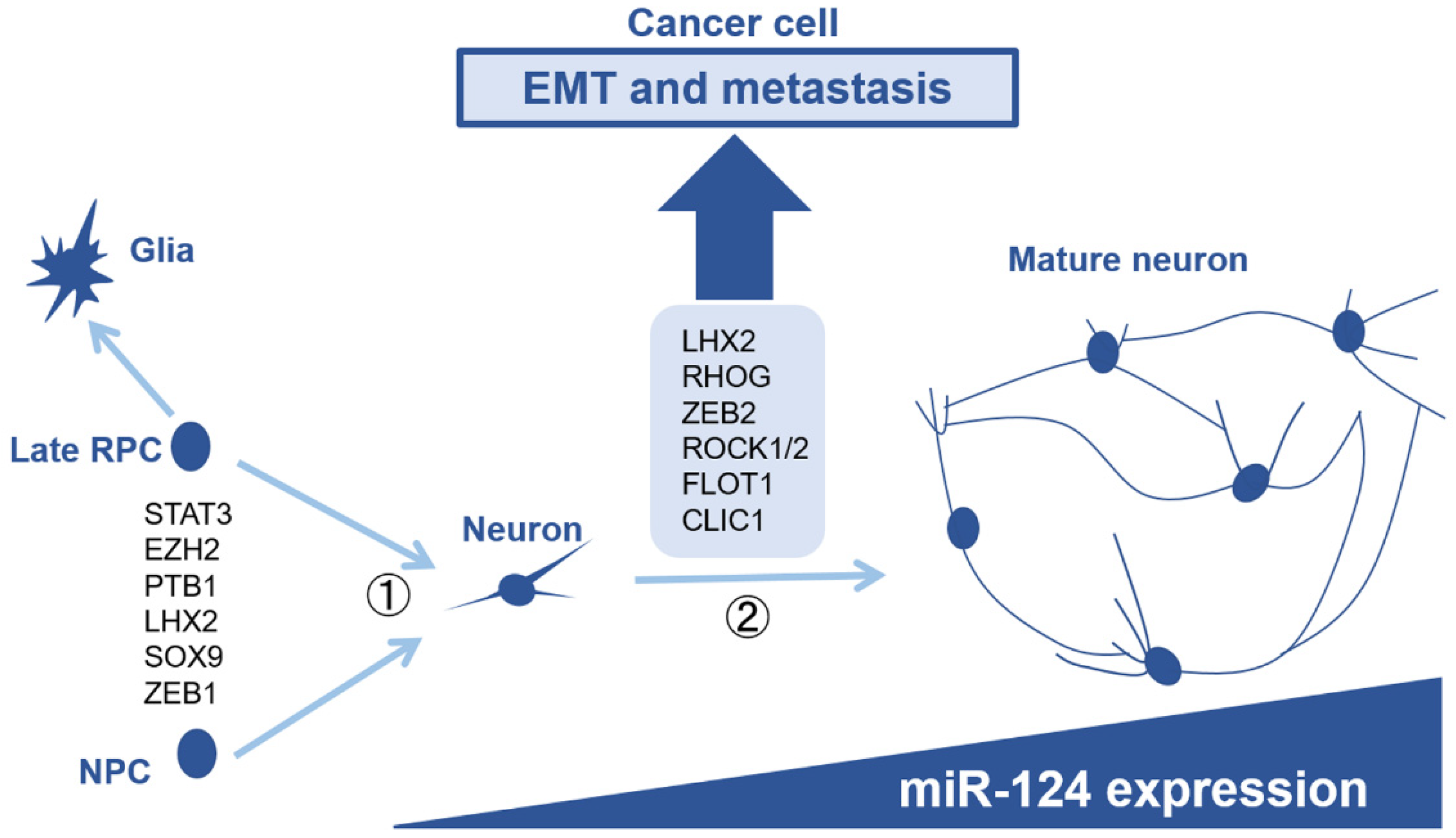 Tumor Suppressive Effects of miR-124 and Its Function in