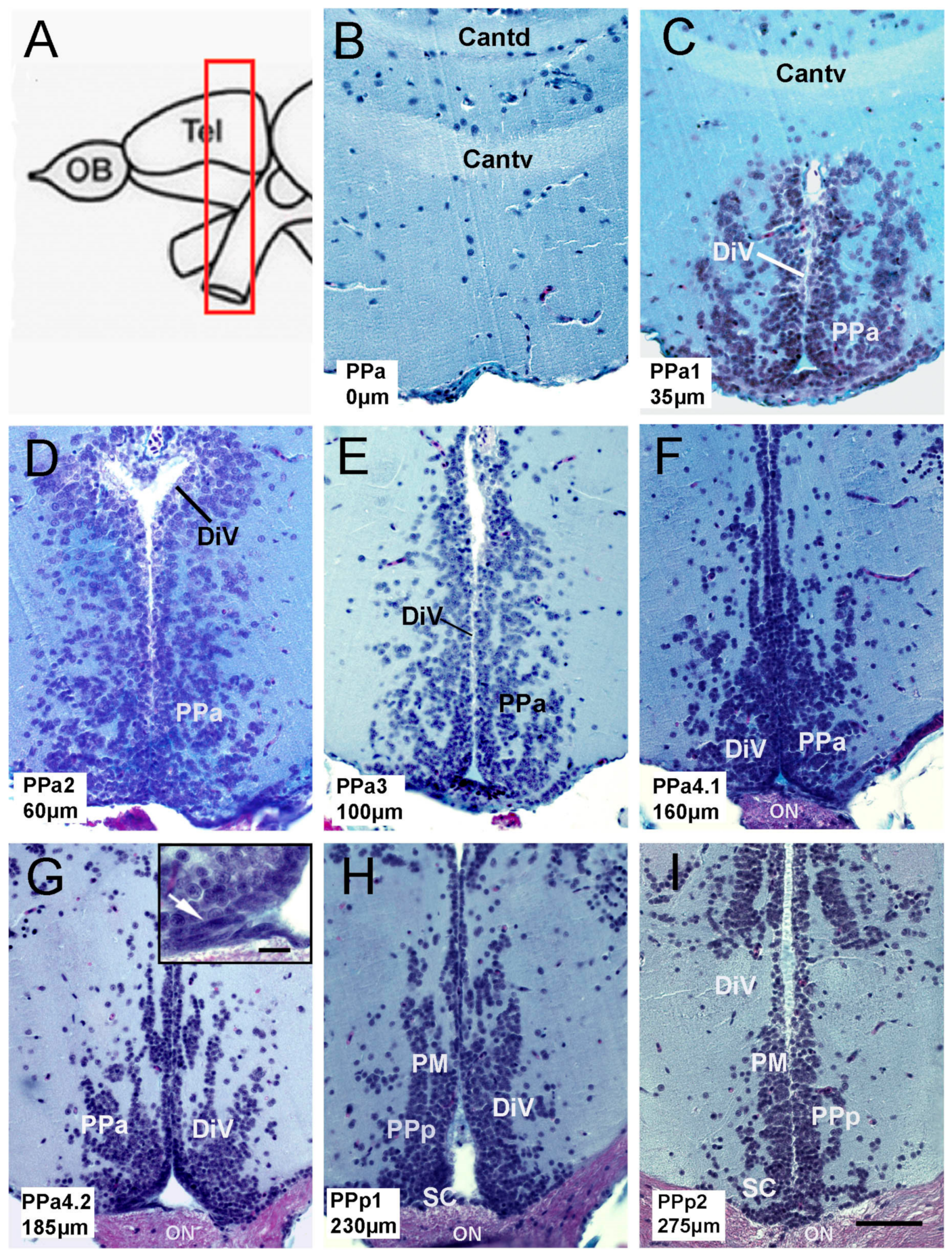 Ijms 22 05926 g001 Ijms 22 05926 g001