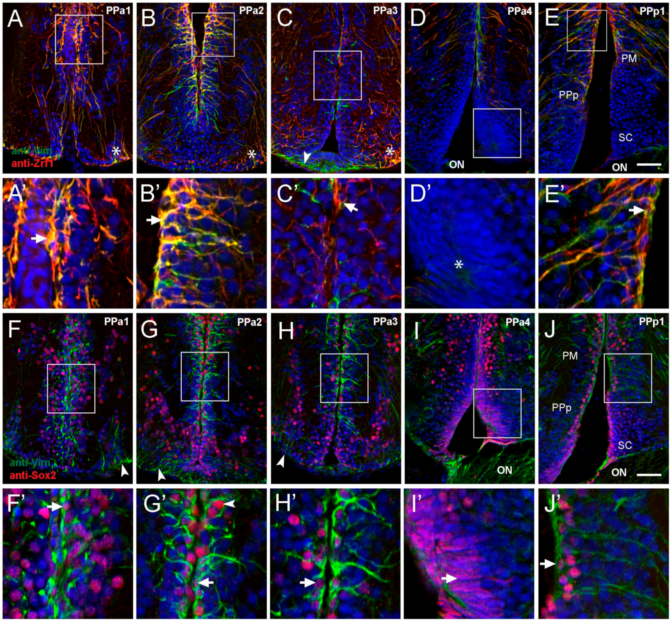 Ijms 22 05926 g002 Ijms 22 05926 g002