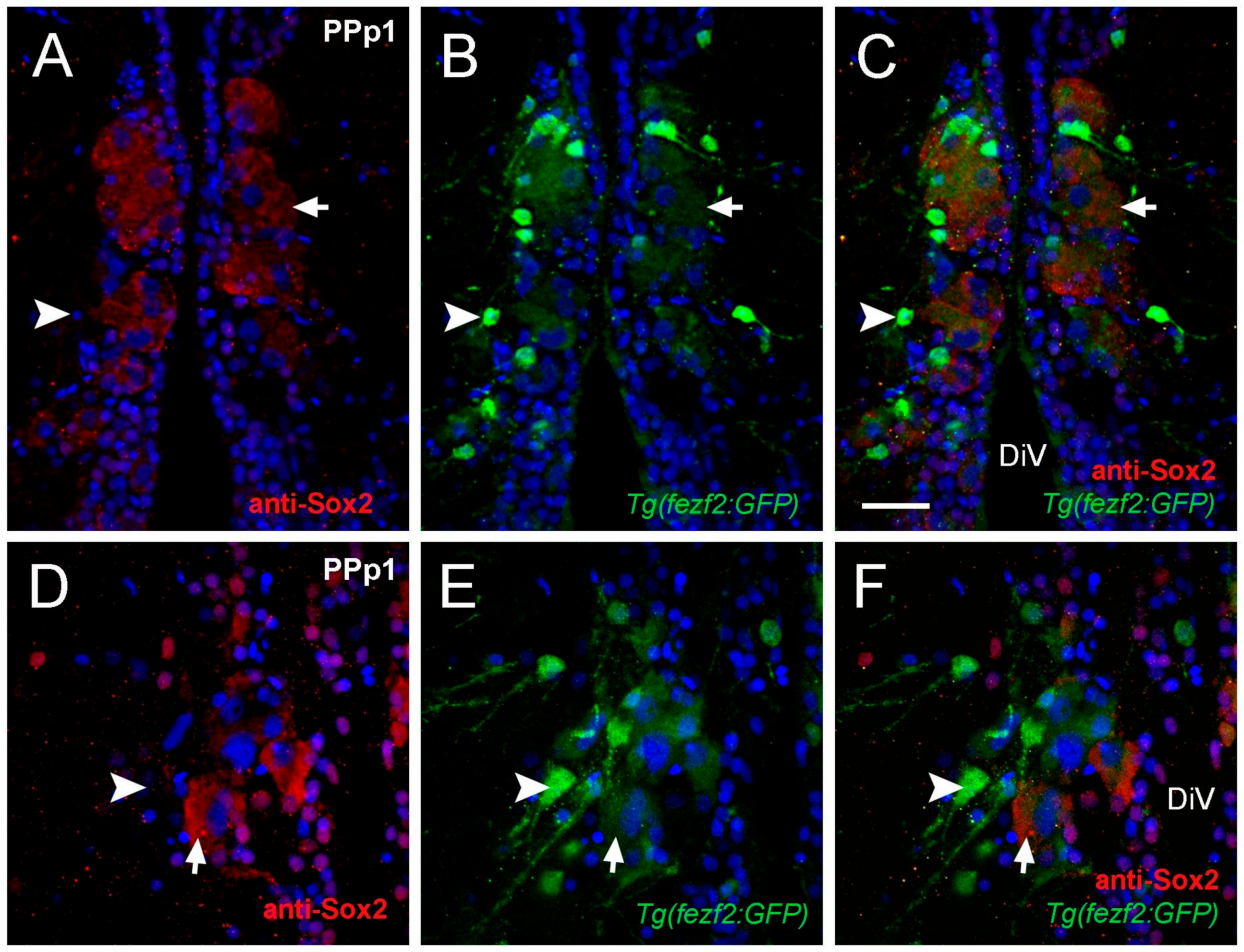 Ijms 22 05926 g003 Ijms 22 05926 g003
