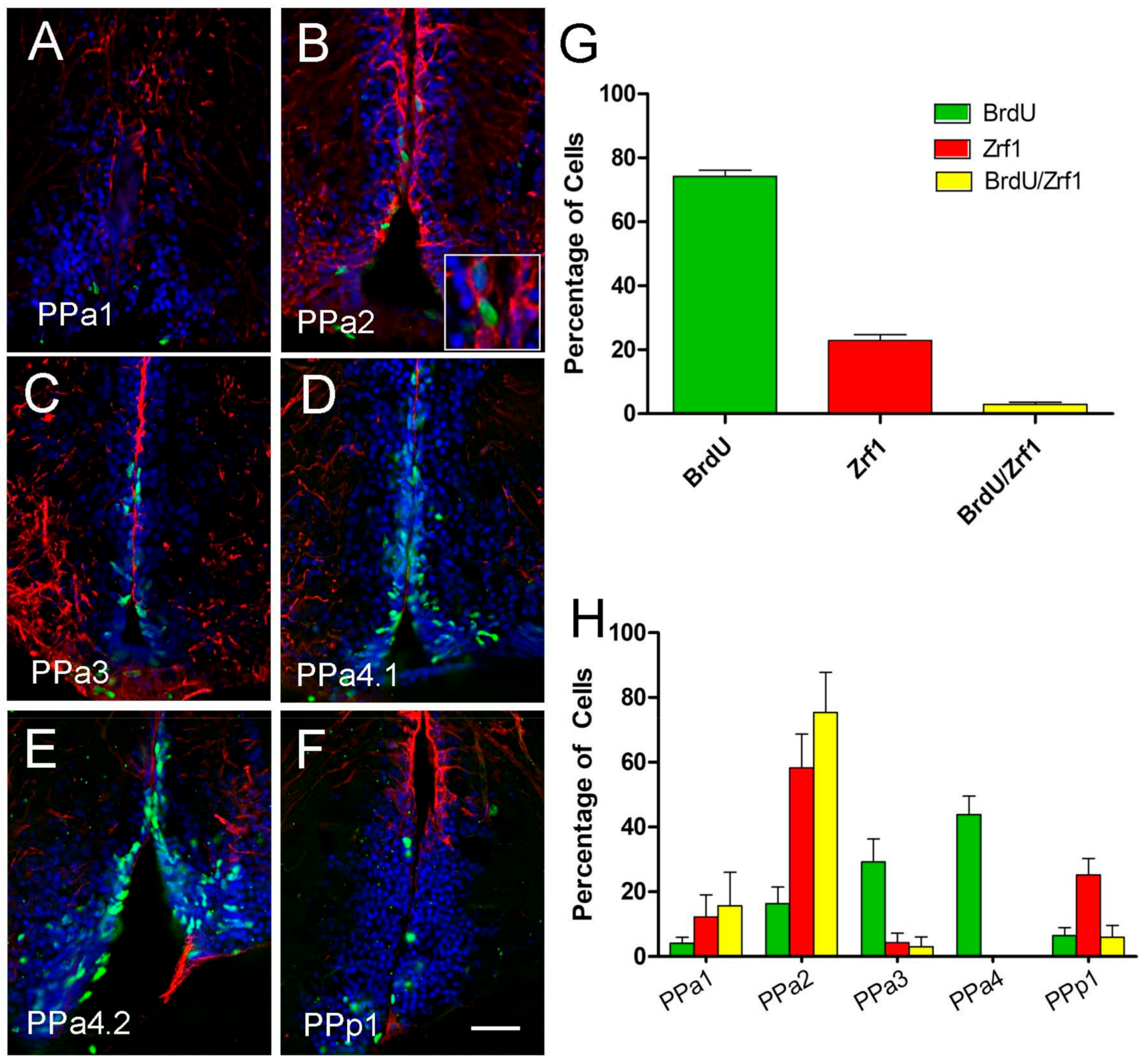 Ijms 22 05926 g006 Ijms 22 05926 g006
