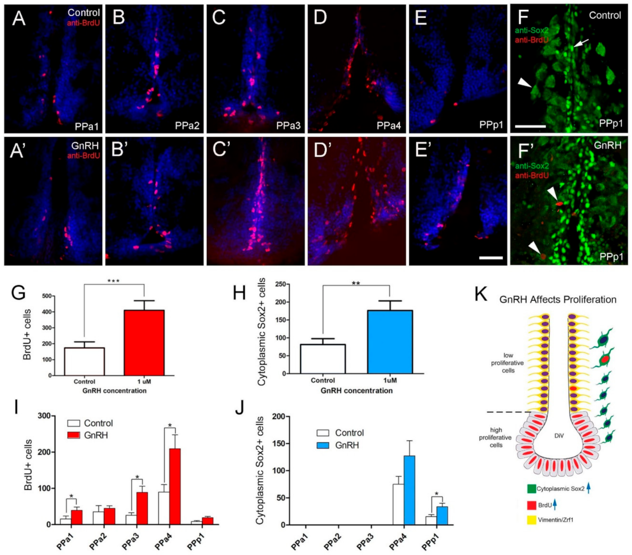 Ijms 22 05926 g008 Ijms 22 05926 g008