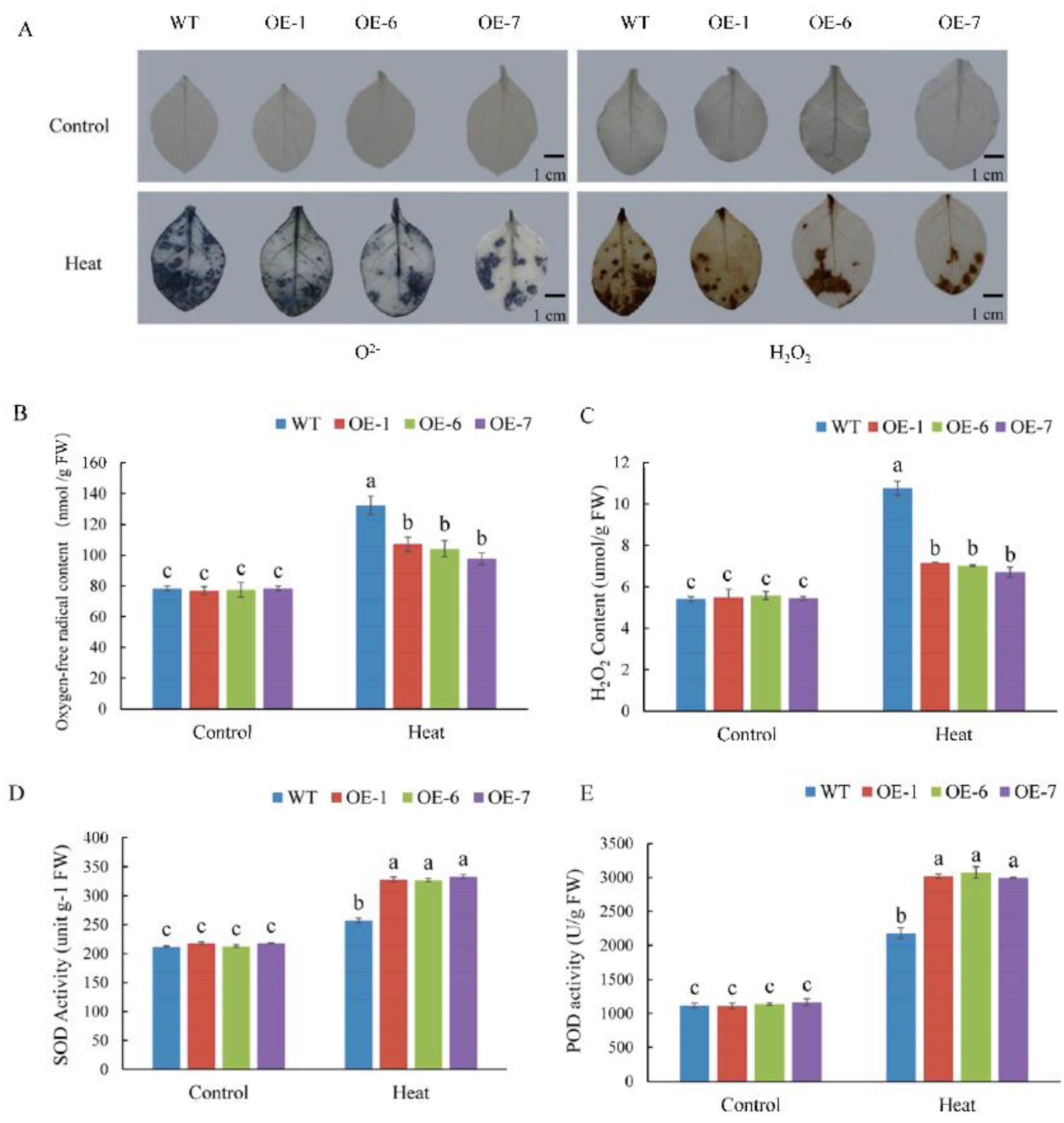 Ijms 22 05942 g009 Ijms 22 05942 g009