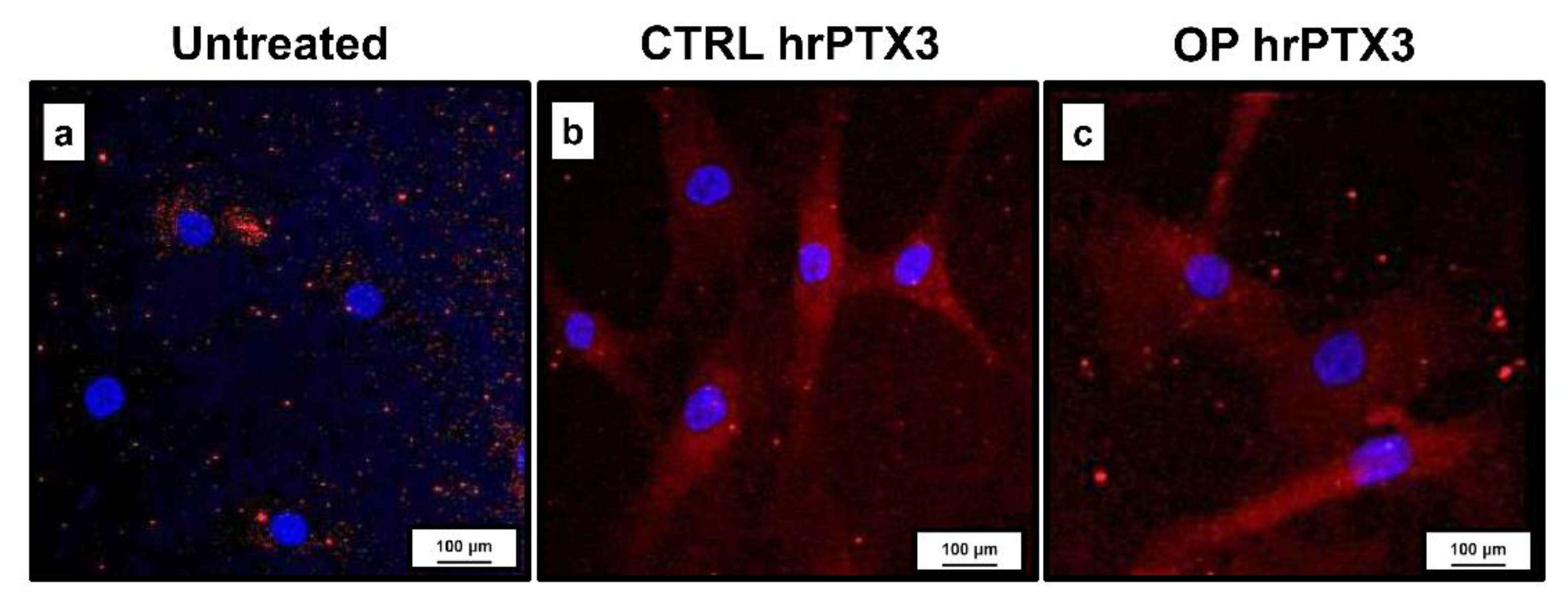 Ijms 22 05944 g004 Ijms 22 05944 g004