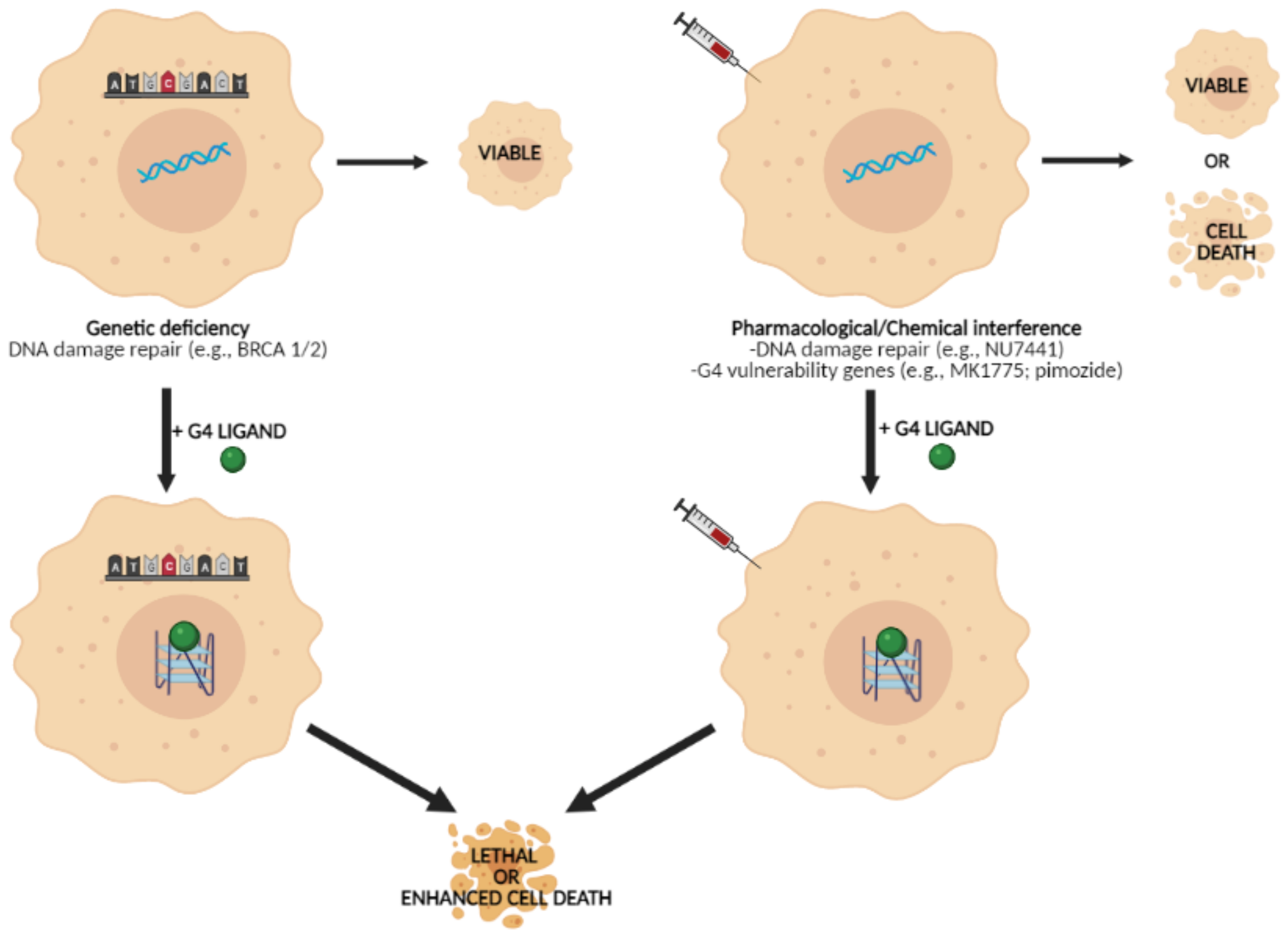 Ijms 22 05947 g003 Ijms 22 05947 g003