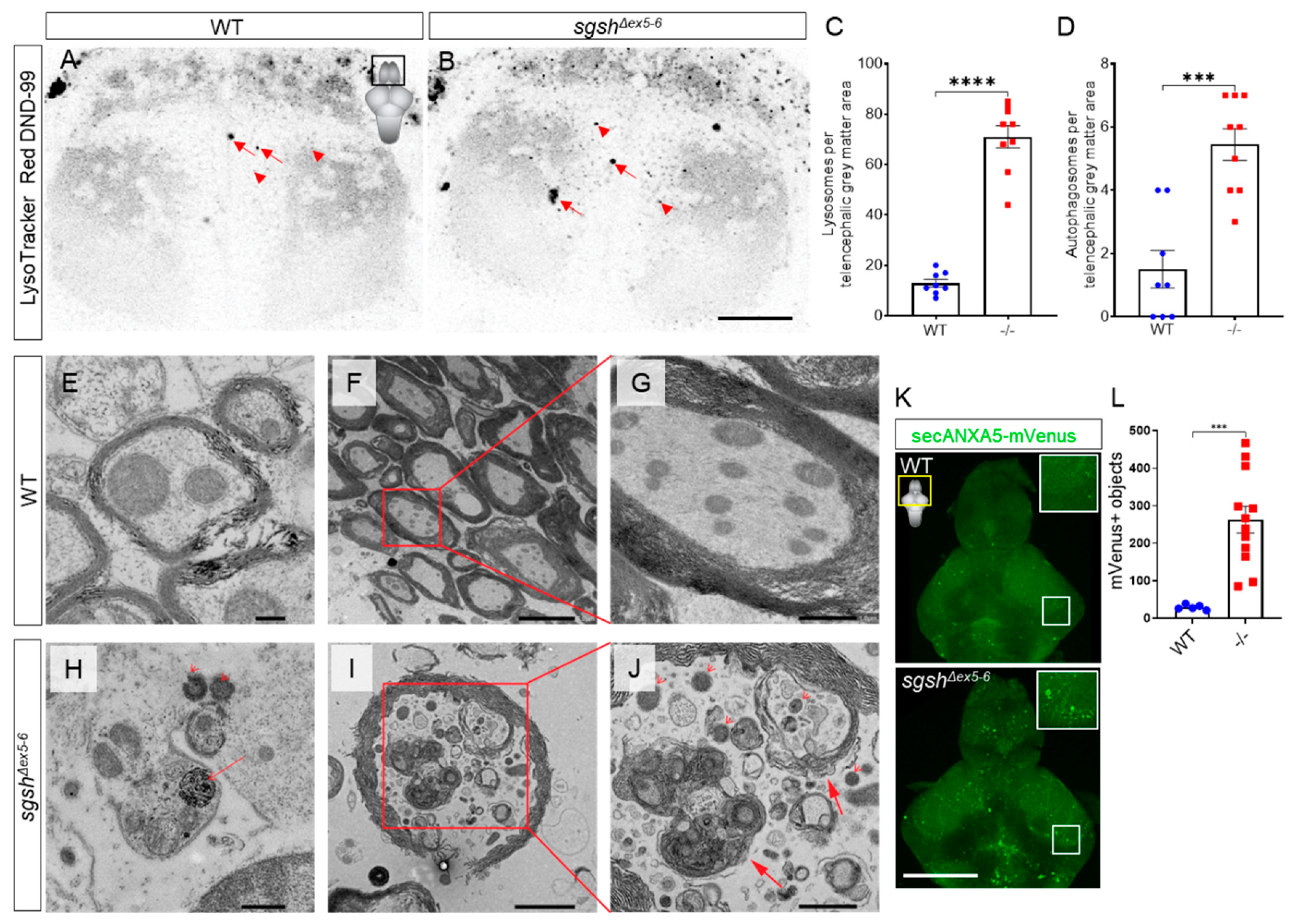 Ijms 22 05948 g003 Ijms 22 05948 g003