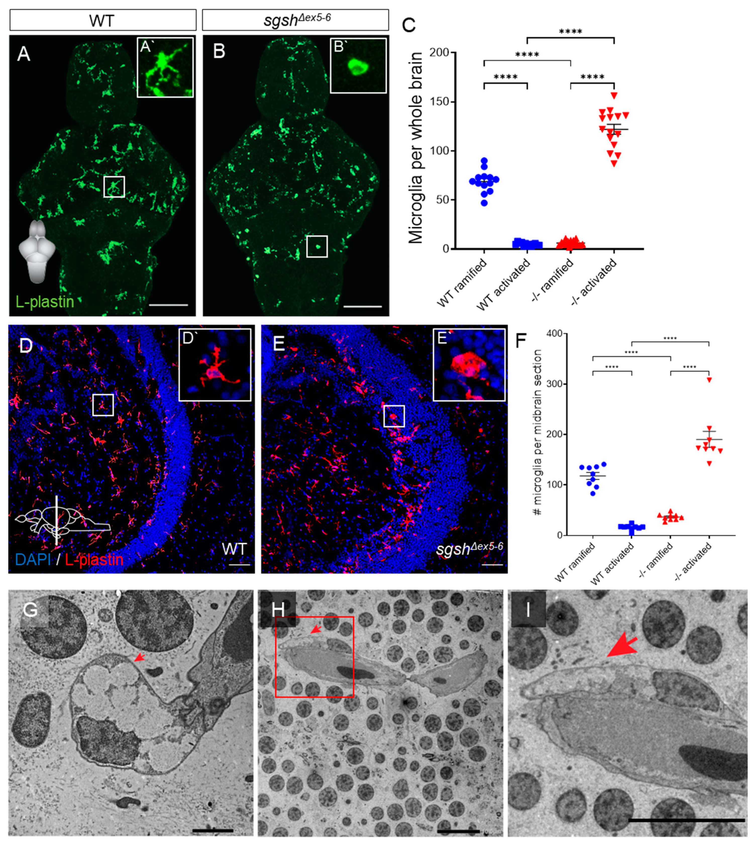 Ijms 22 05948 g004 Ijms 22 05948 g004