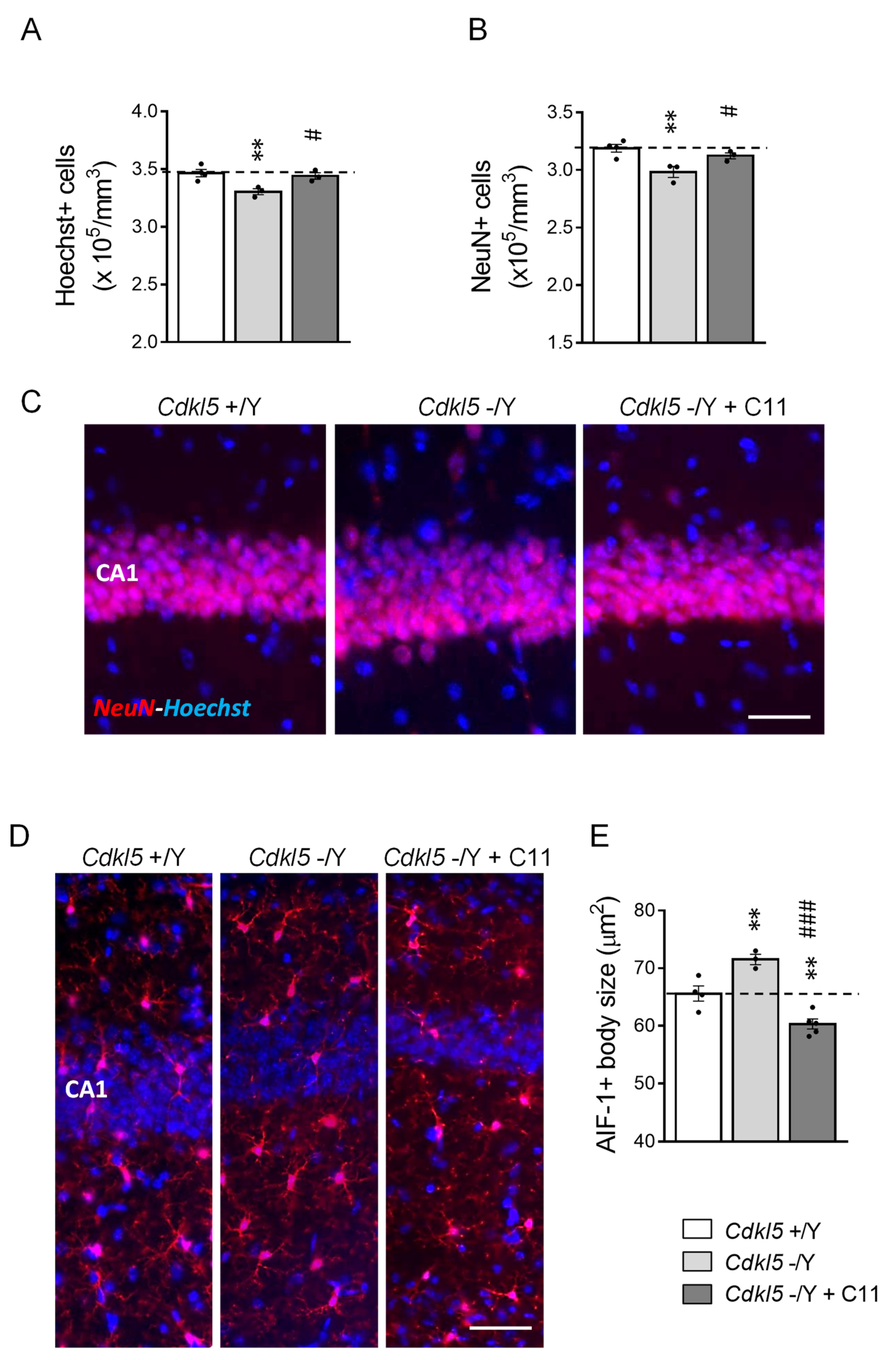 Ijms 22 05950 g007 Ijms 22 05950 g007