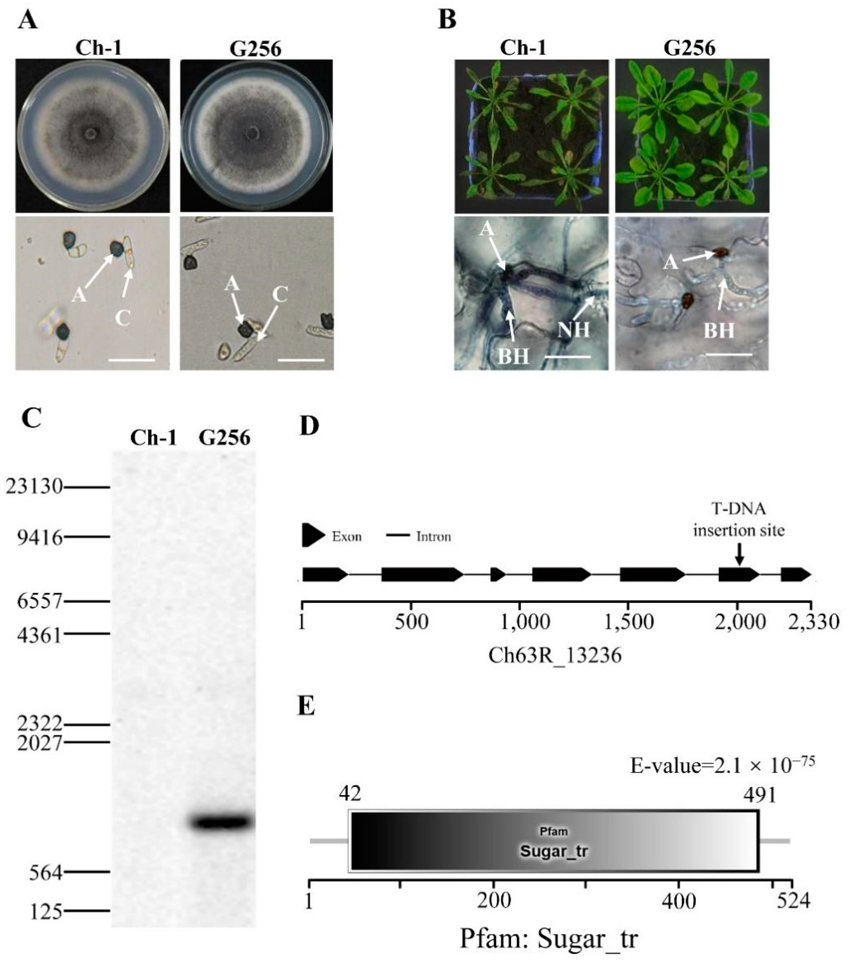 Ijms 22 05963 g001 Ijms 22 05963 g001
