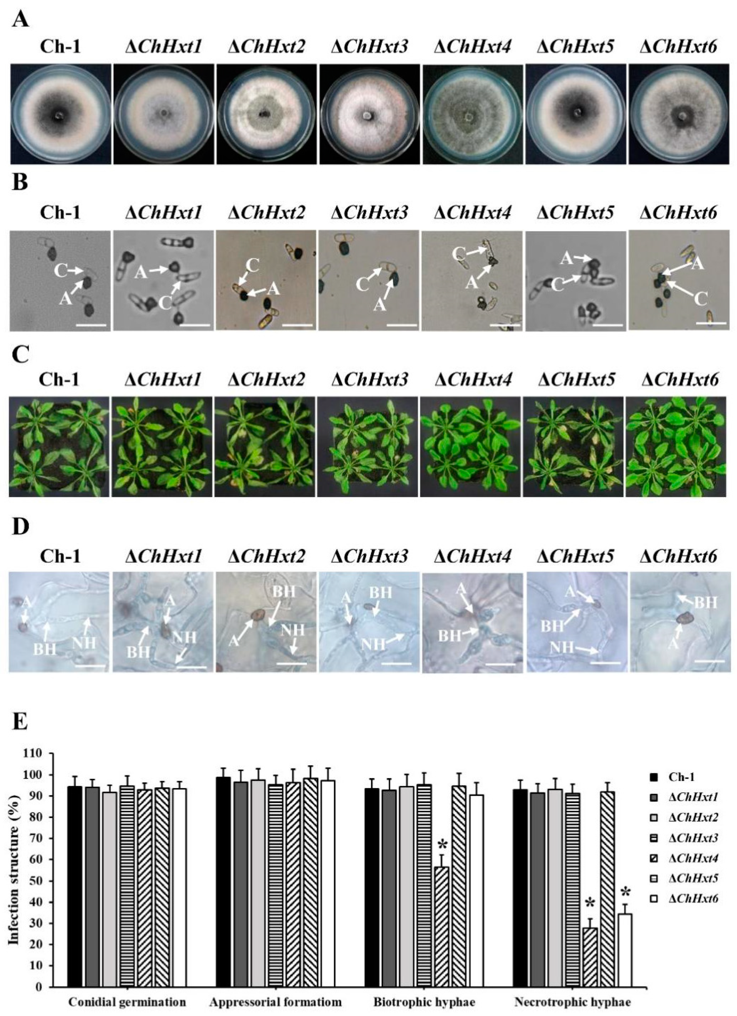 Ijms 22 05963 g003 Ijms 22 05963 g003
