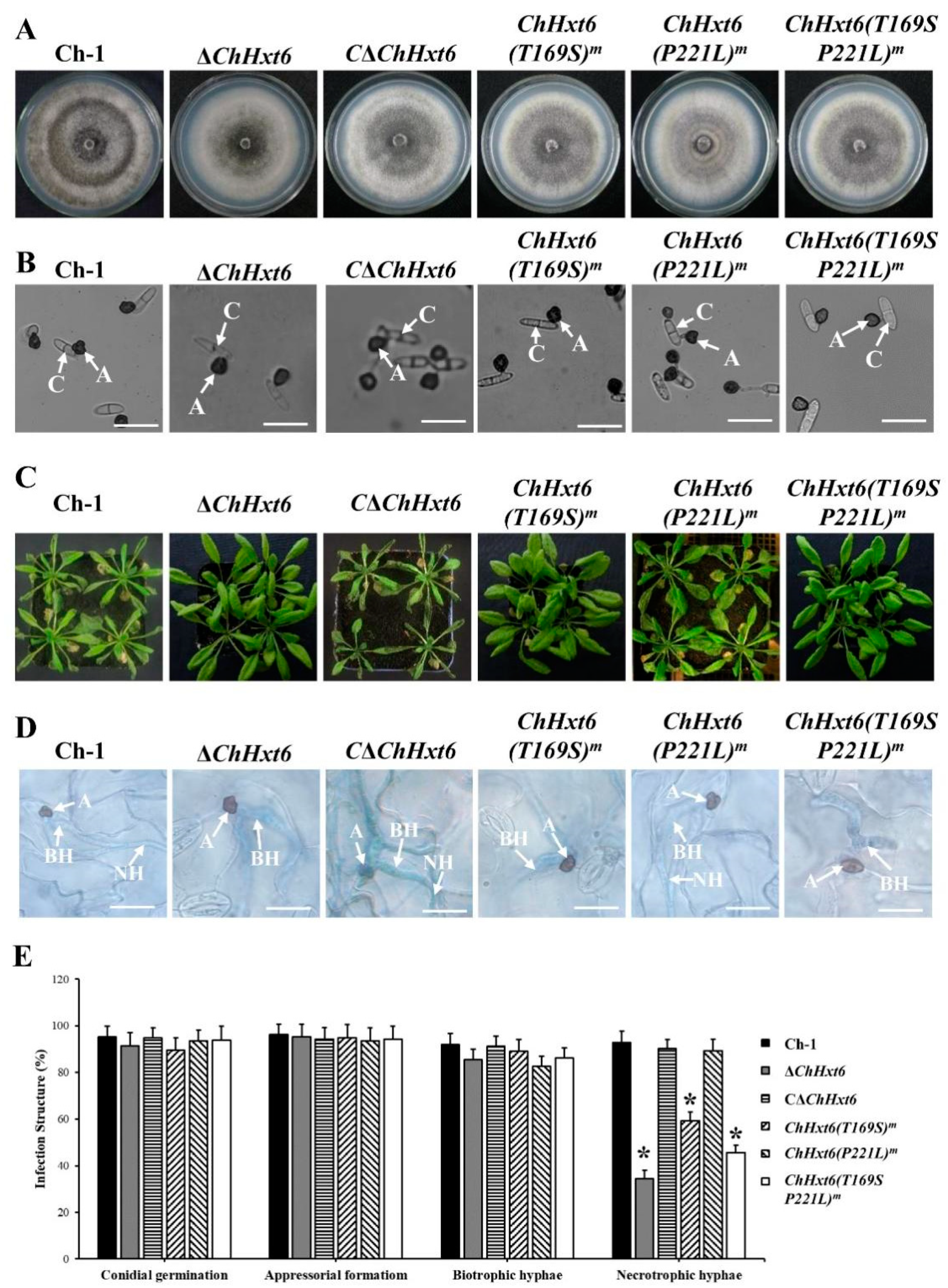 Ijms 22 05963 g006 Ijms 22 05963 g006