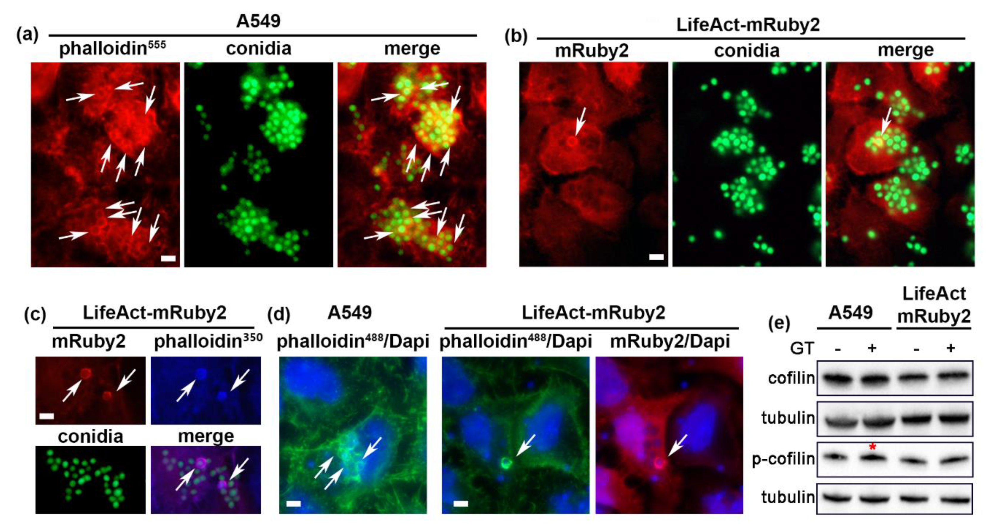 Ijms 22 05965 g002 Ijms 22 05965 g002