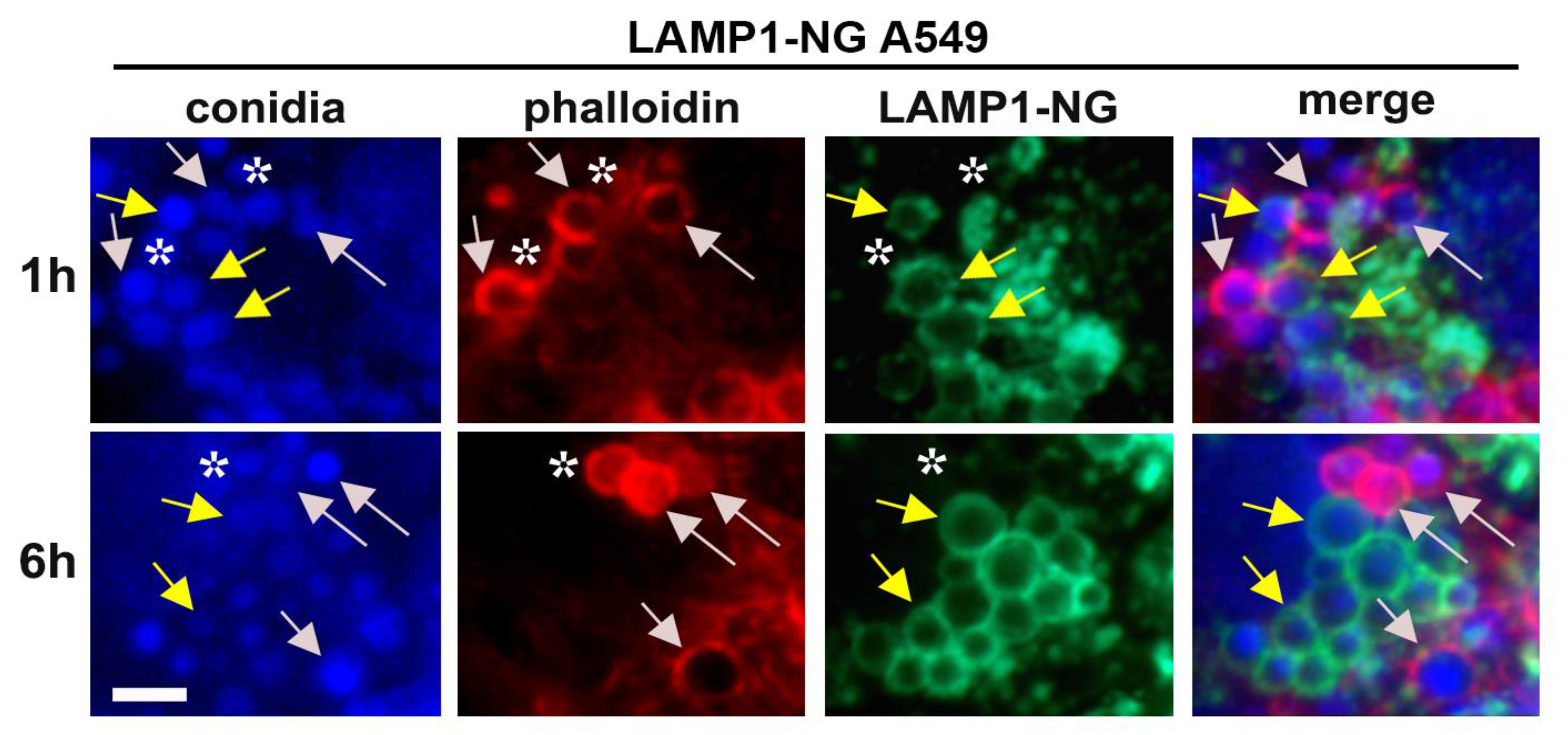Ijms 22 05965 g003 Ijms 22 05965 g003