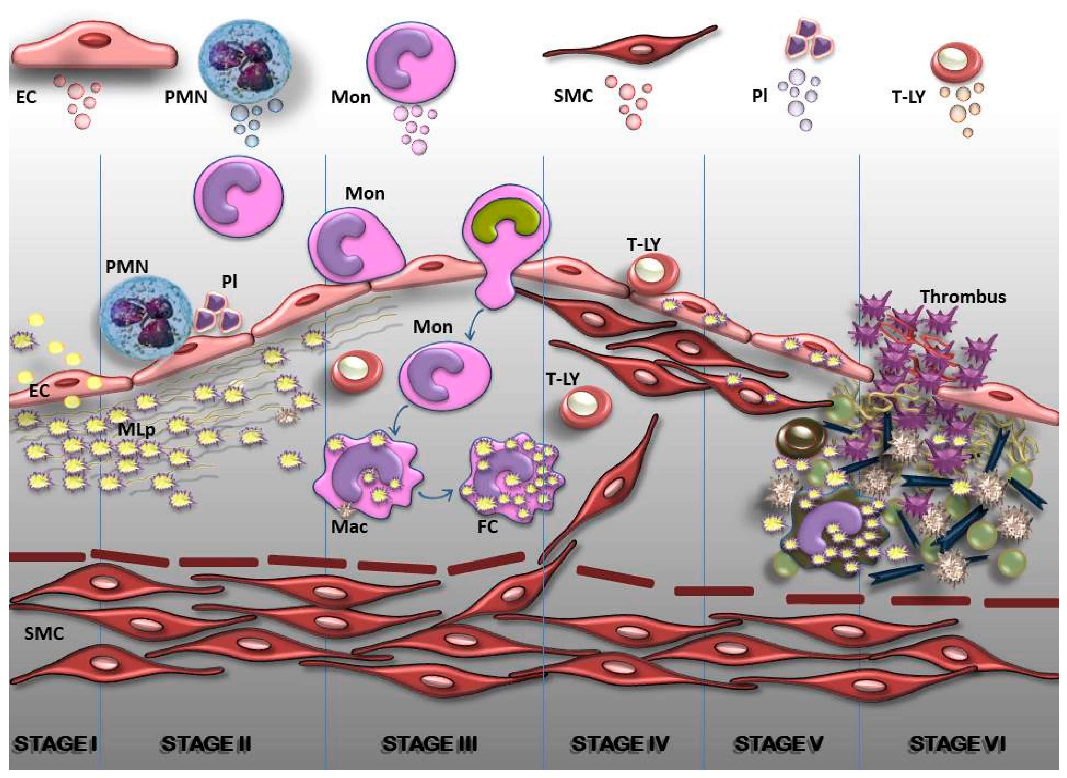 Ijms 22 05967 g002 Ijms 22 05967 g002